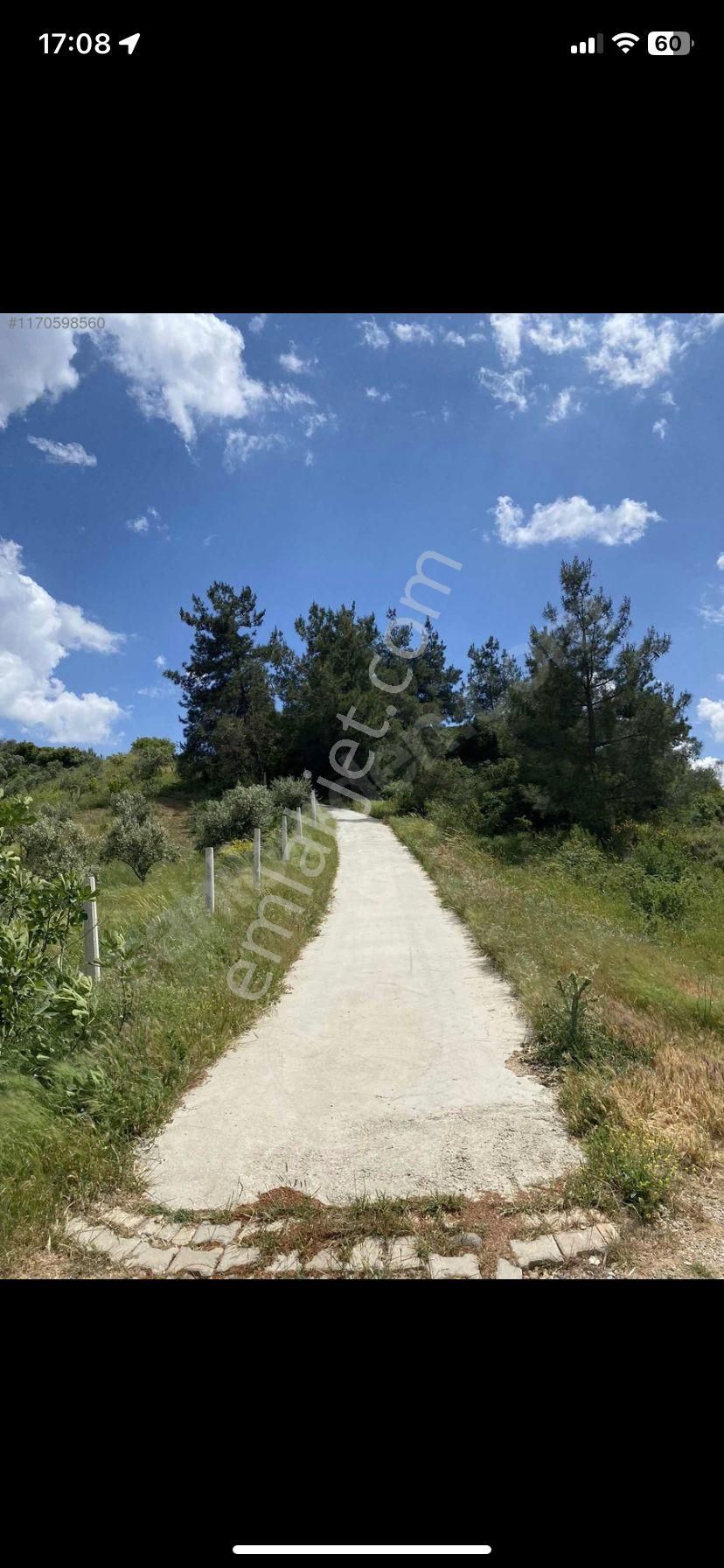 Kemalpaşa Gökçeyurt Köyünde Satılık Zeytinlik - Görsel 8