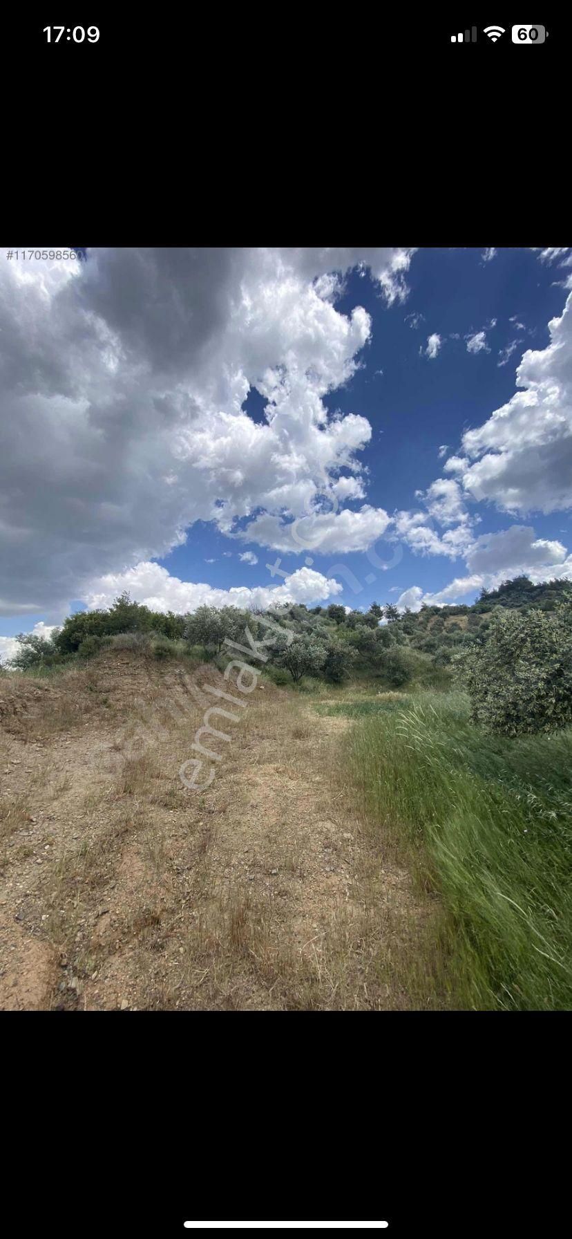 Kemalpaşa Gökçeyurt Köyünde Satılık Zeytinlik - Görsel 3