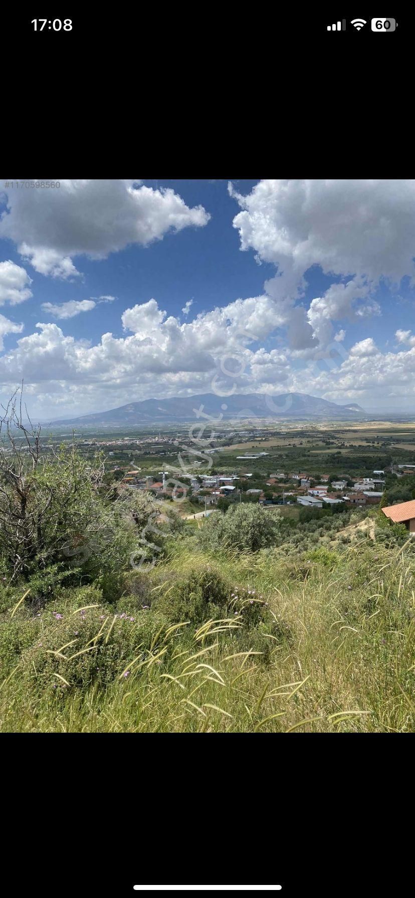 Kemalpaşa Gökçeyurt Köyünde Satılık Zeytinlik - Görsel 4