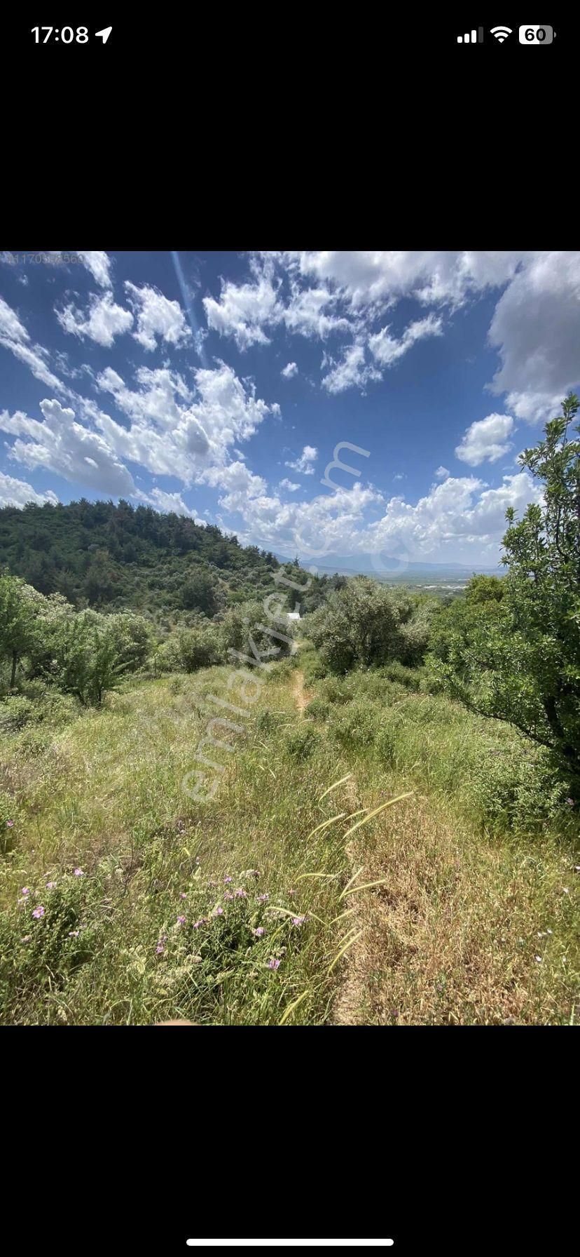 Kemalpaşa Gökçeyurt Köyünde Satılık Zeytinlik - Görsel 6