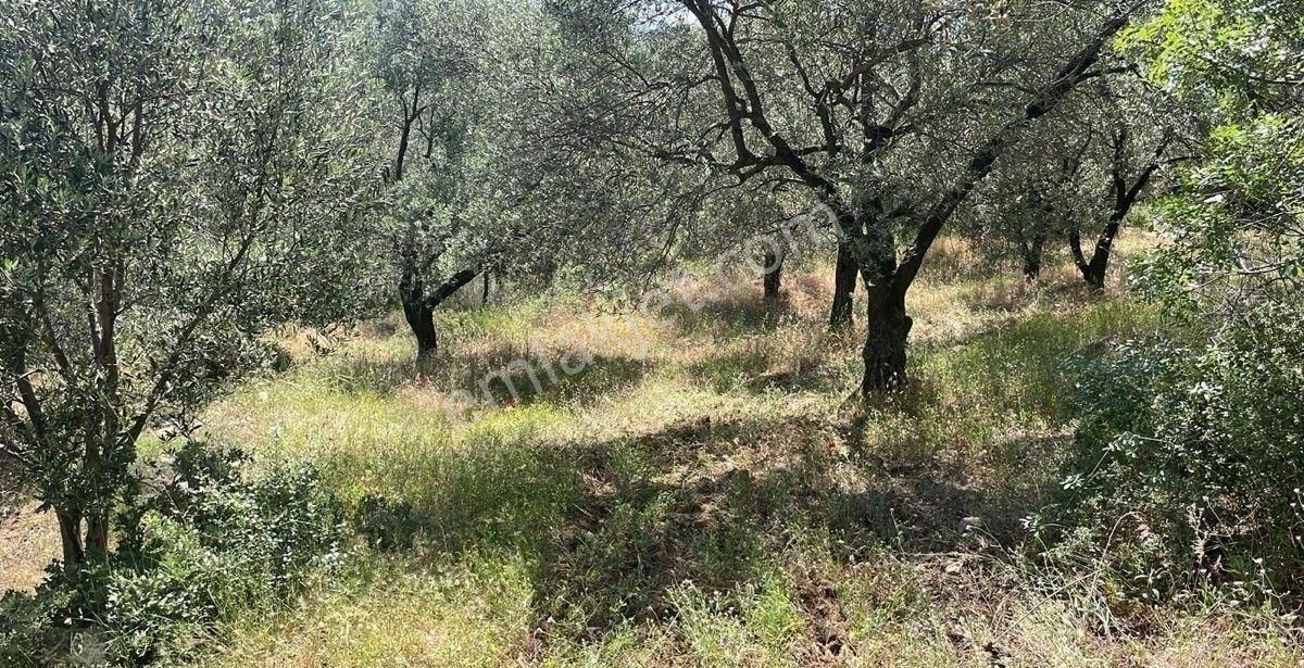 Hacıhüseyinler Mah Zeytinlik - Görsel 6