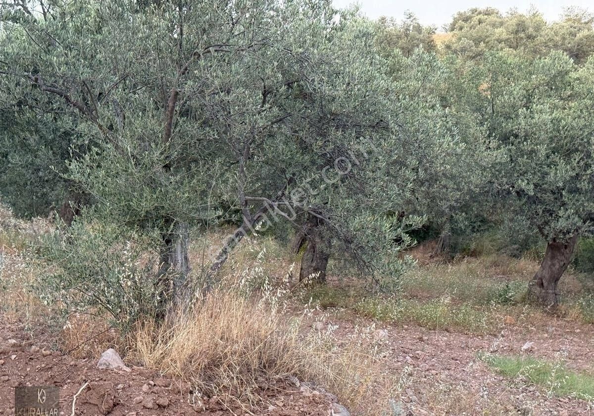 Kuyualan Mahallesinde Köy Yerleşkesinde Zeytinlik - Görsel 27