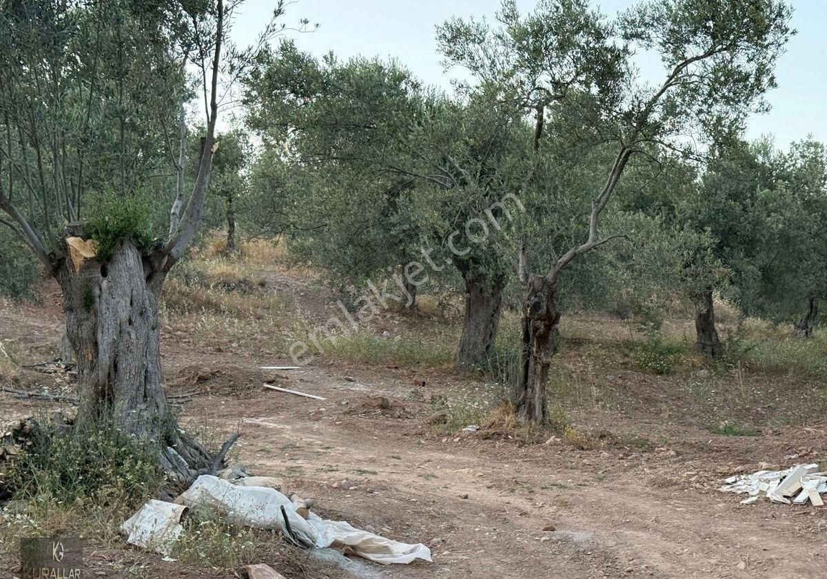 Kuyualan Mahallesinde Köy Yerleşkesinde Zeytinlik - Görsel 20