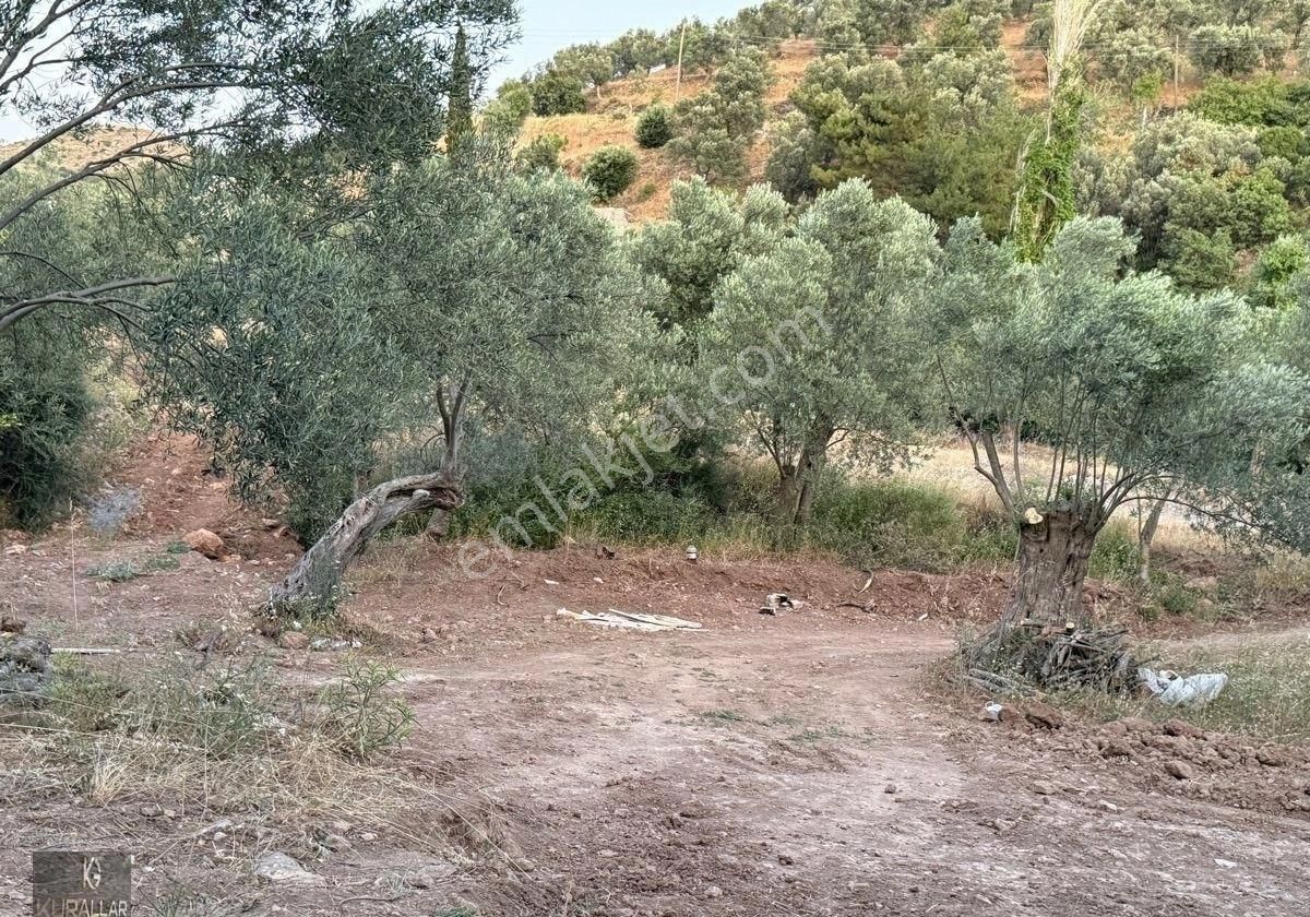 Kuyualan Mahallesinde Köy Yerleşkesinde Zeytinlik - Görsel 18