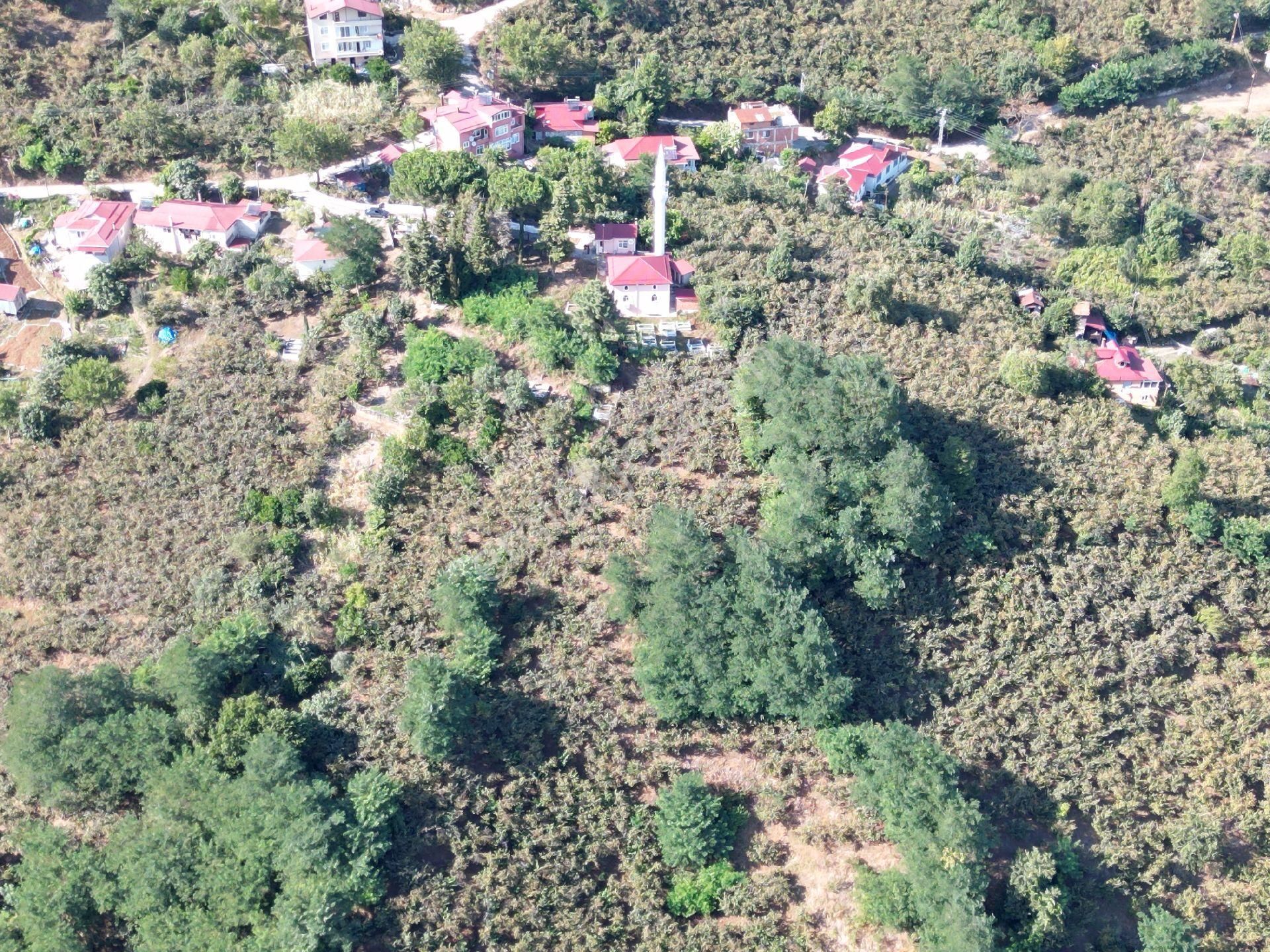 Perşembe/ Kozağzı Mahallesin'de Satılık Fındık Bahçesi - Görsel 3