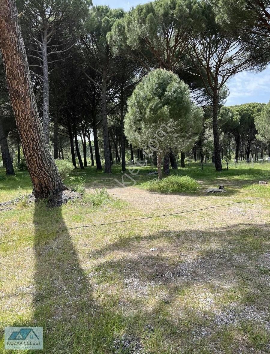 Ayvalık Yolu Üzeri Benzinlik Vasıflarını Taşıyan Düz Zemin Arazi - Görsel 5