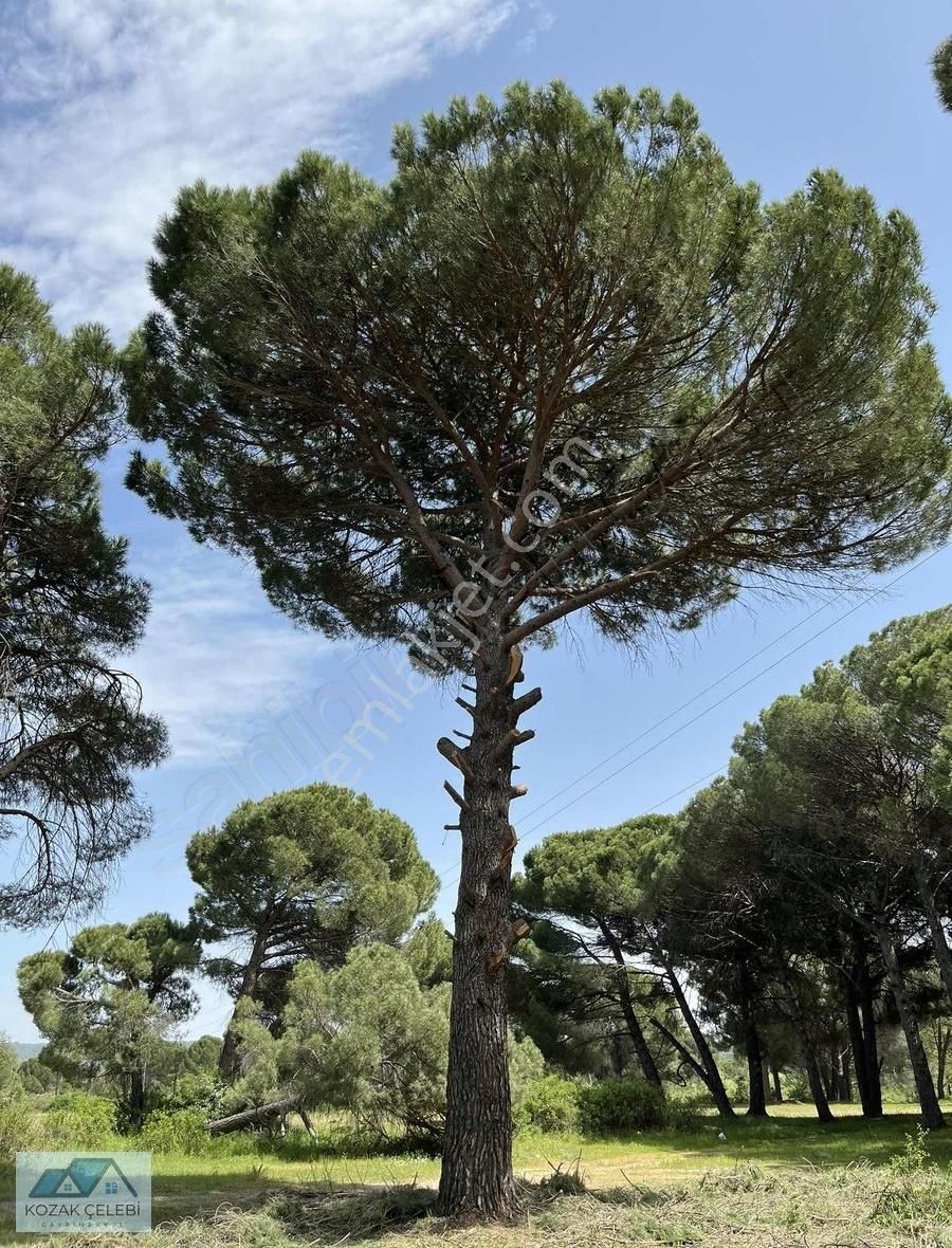 Ayvalık Yolu Üzeri Benzinlik Vasıflarını Taşıyan Düz Zemin Arazi - Görsel 14