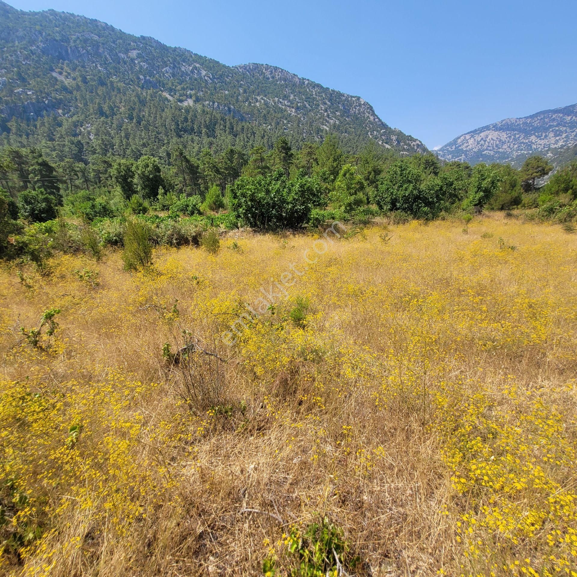 Trent Emlak'tan Akseki Mahmutlu 950 M2 Bağ-tarla - Görsel 11