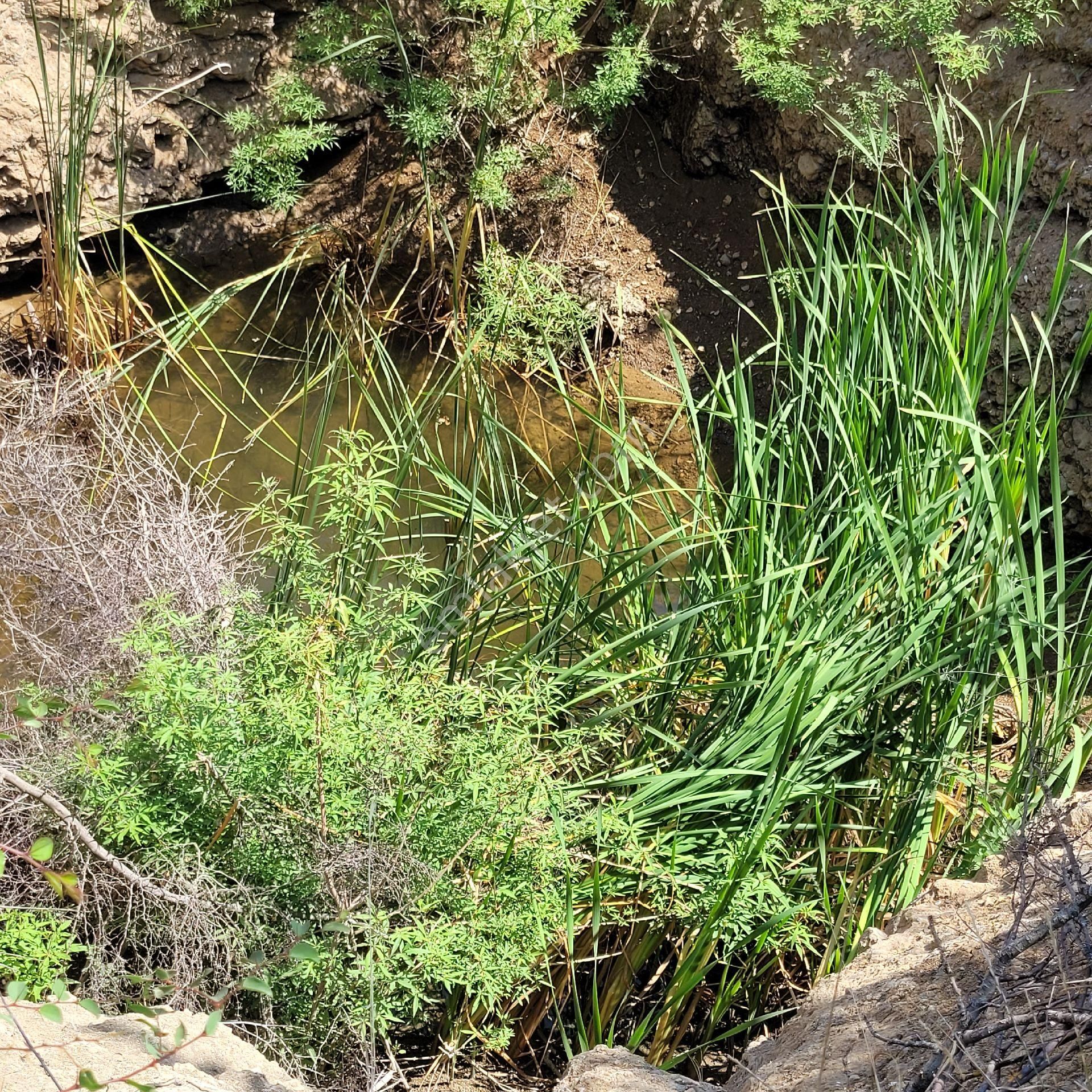 Trent Emlak'tan Akseki Mahmutlu 950 M2 Bağ-tarla - Görsel 16