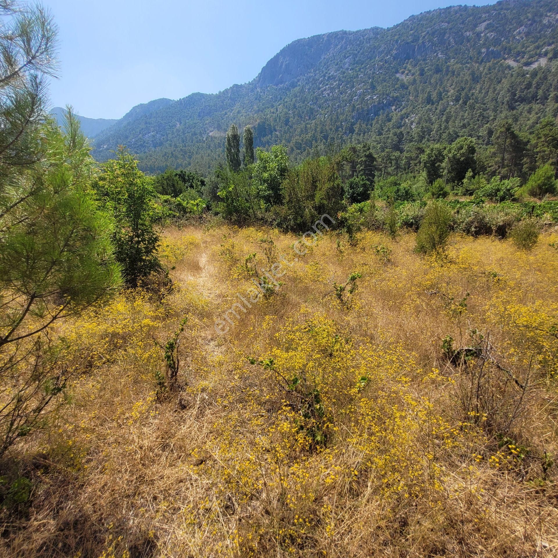 Trent Emlak'tan Akseki Mahmutlu 950 M2 Bağ-tarla - Görsel 12