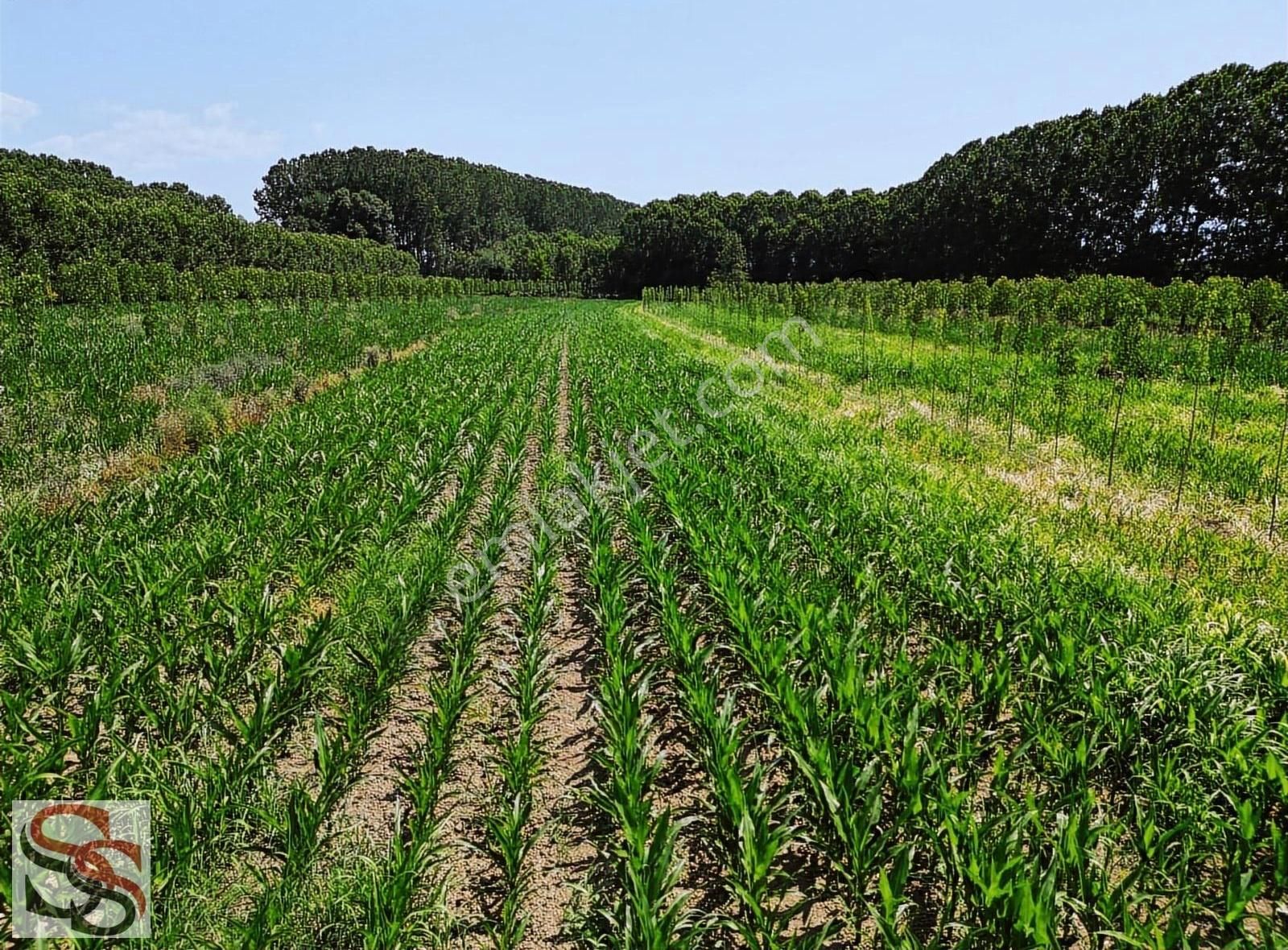 Akyazı Vakıf Mahallesi 6.661 M² Yatırımlık Tarla - Görsel 20