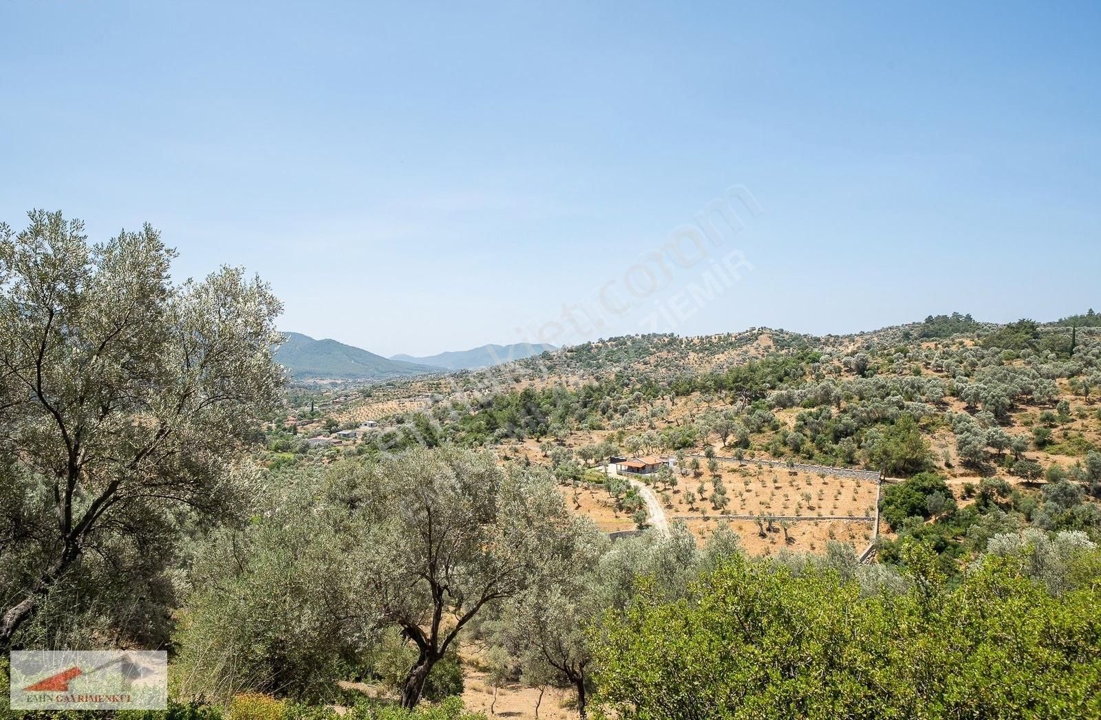 Emin'den Denize 20 Dk Mesafede Verimli Zeytinlik.