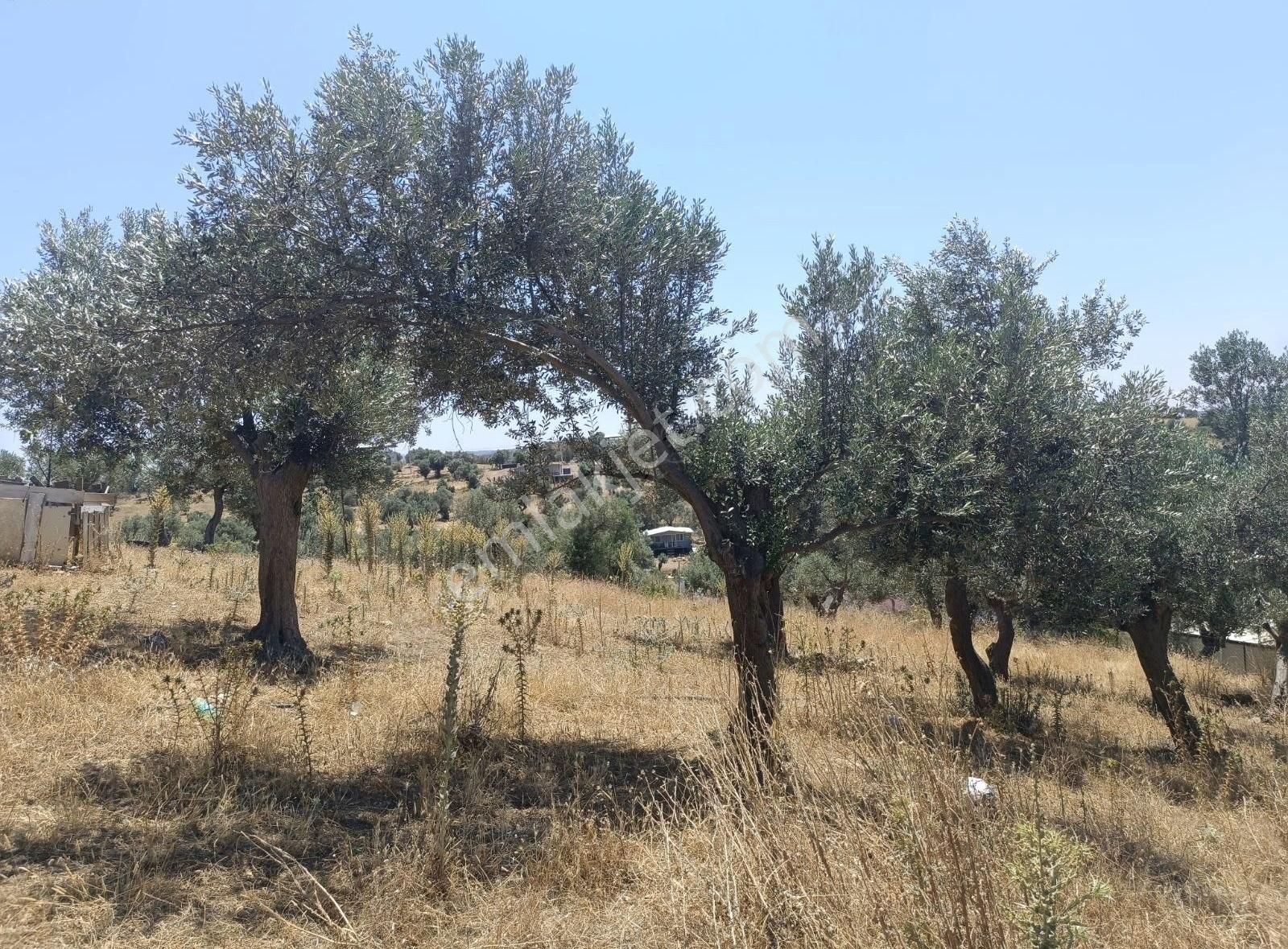 Menderes Akçaköyde 3869 M2 Arsa İcerisinde Yapı Acilll - Görsel 12