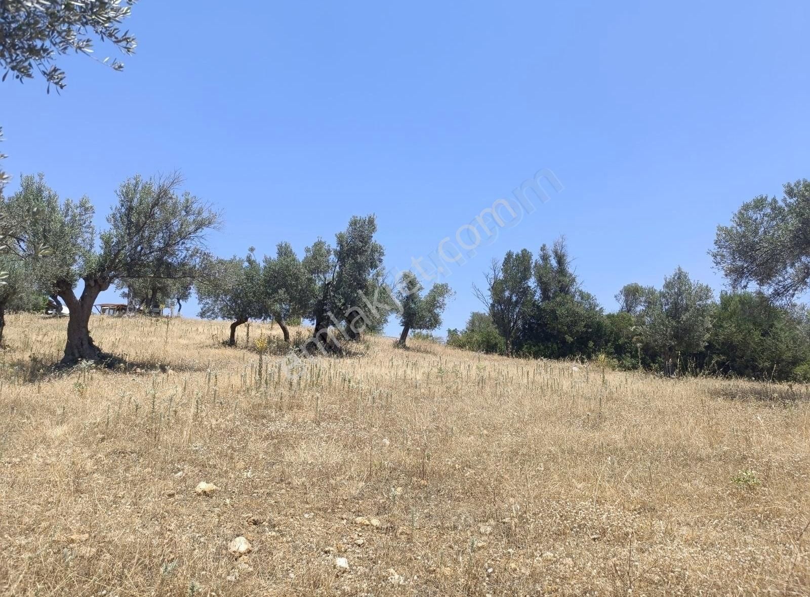 Menderes Akçaköyde 3869 M2 Arsa İcerisinde Yapı Acilll - Görsel 9