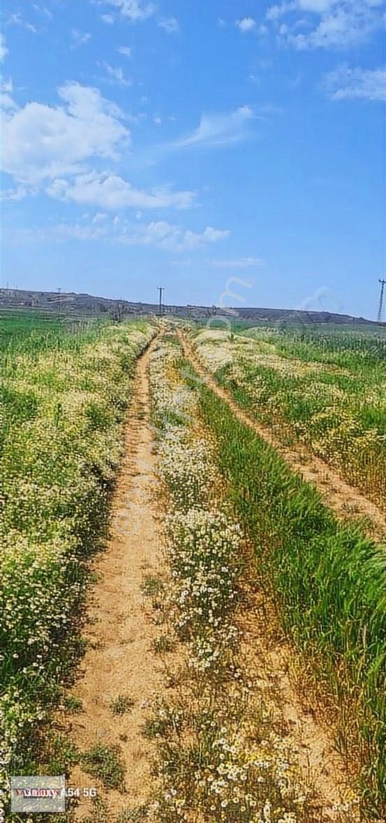 Tekirdag Saray Būyūkyoncalı İmarlı İrfazlı Yatırımlık Kupon Yer