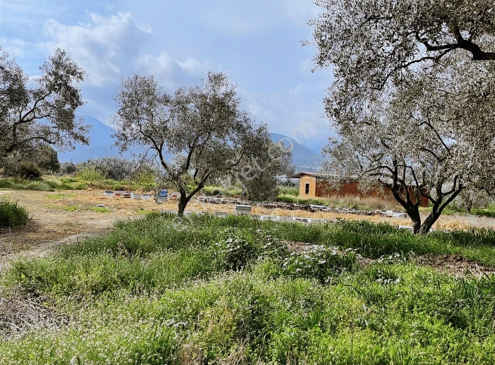 Kemalpaşa Sinancılar Köyünde Acil Satılık Zeytin Bahçesi - Görsel 7