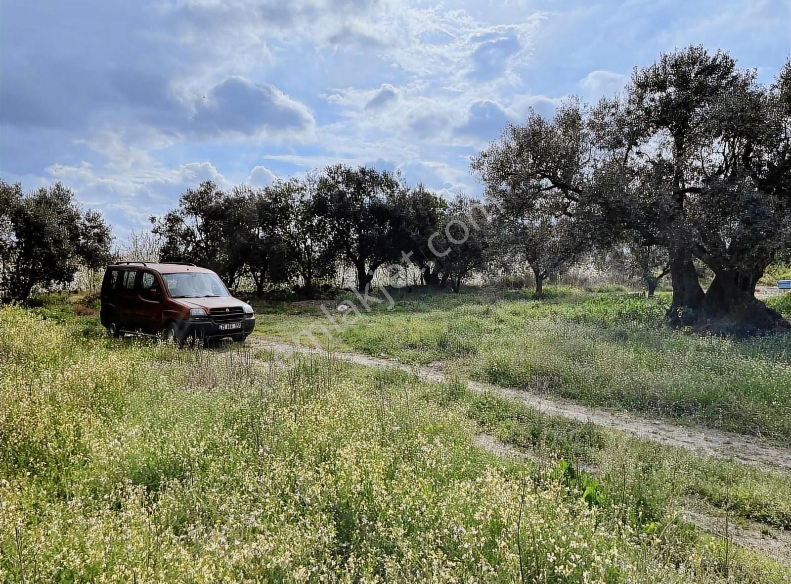 Kemalpaşa Sinancılar Köyünde Acil Satılık Zeytin Bahçesi - Görsel 4