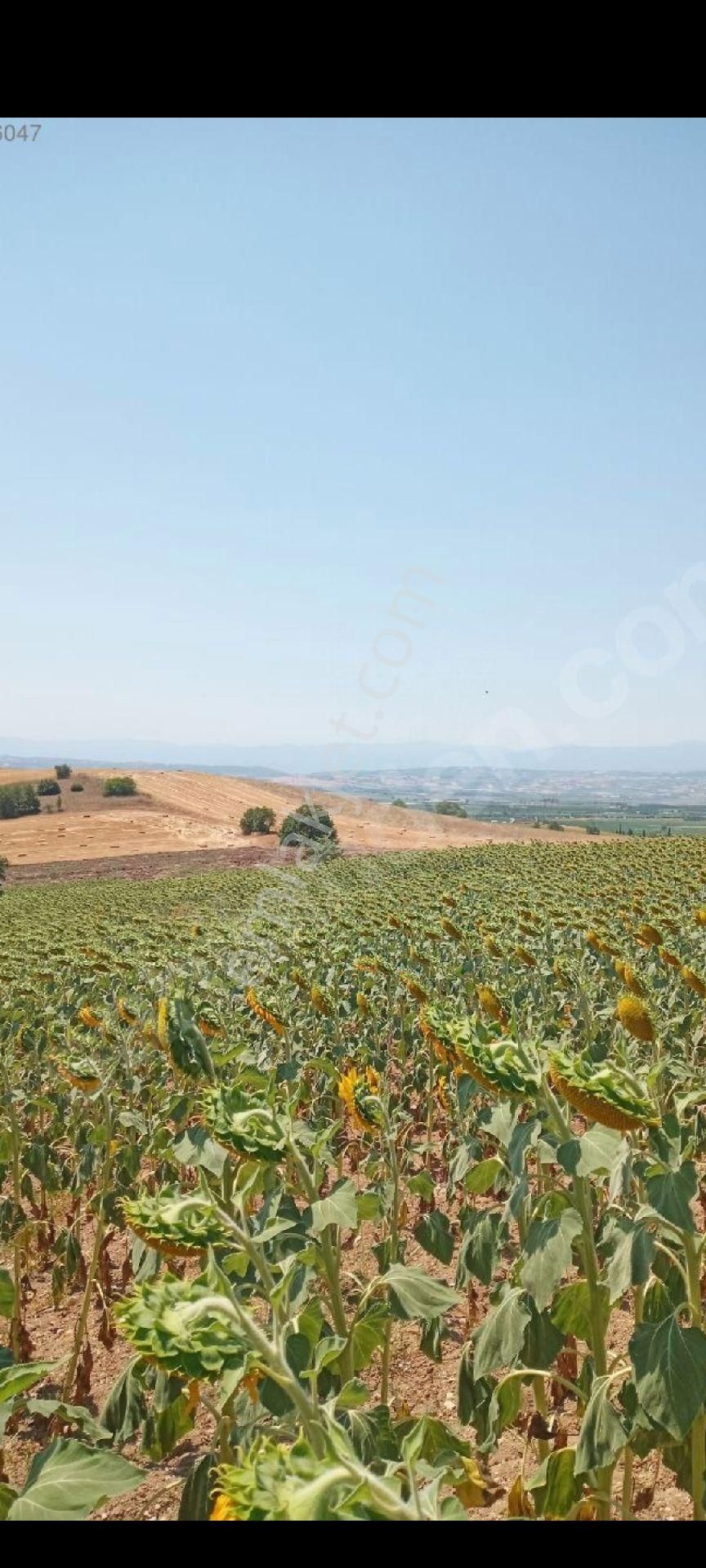 My Ekipdenbursa Yenişehir Menteşede Satılık Arazi Verimlitoprak - Görsel 13