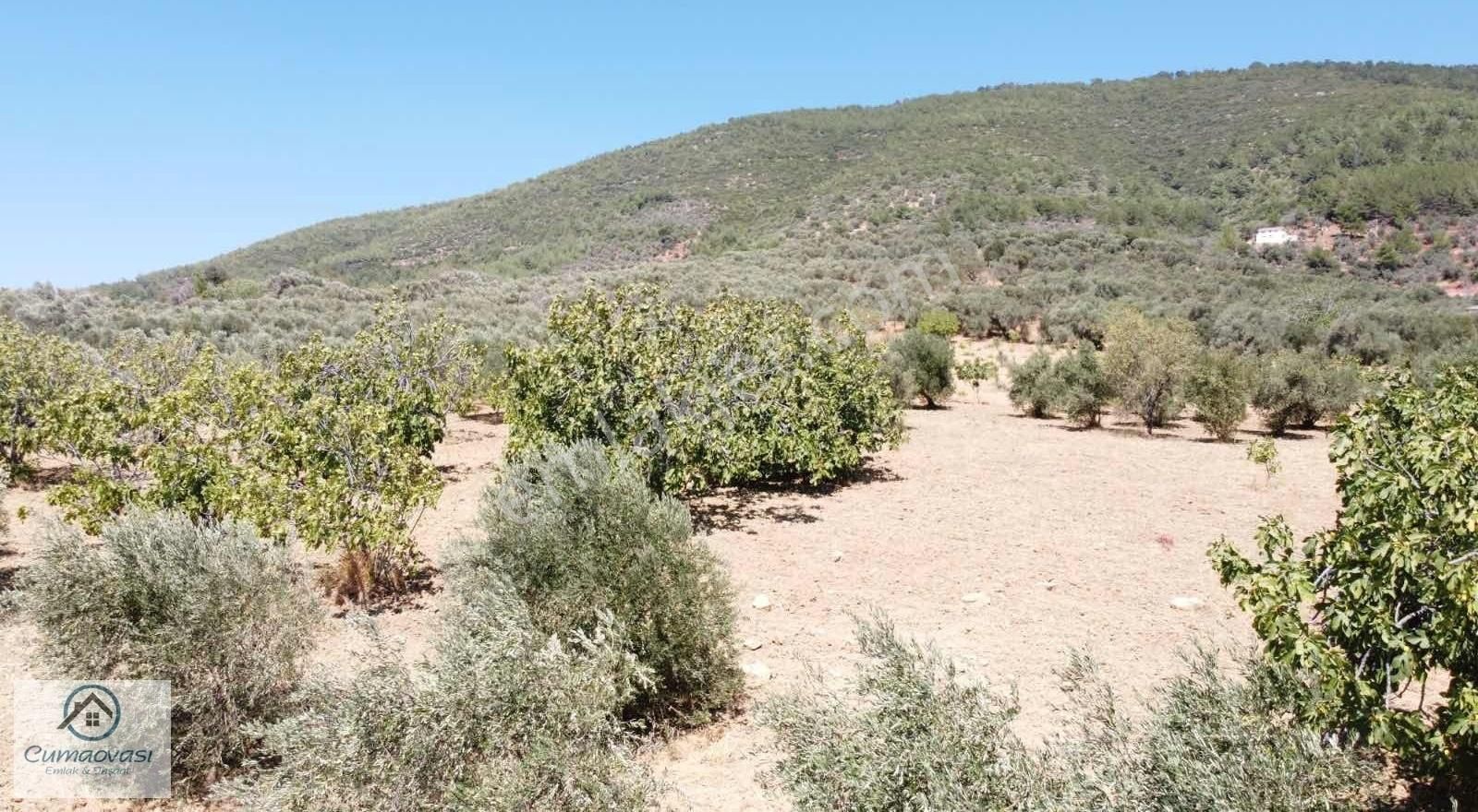 Cumaovası Emlaktan Satılık Torbalı-dağkizilca Da 11 Dönüm Tarla - Görsel 4