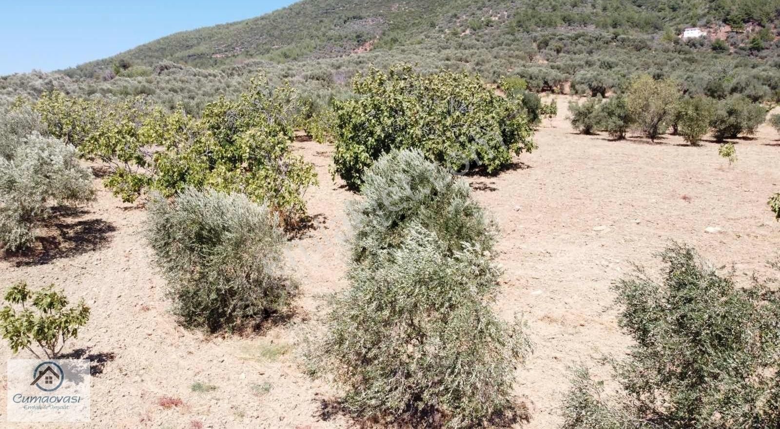 Cumaovası Emlaktan Satılık Torbalı-dağkizilca Da 11 Dönüm Tarla - Görsel 11