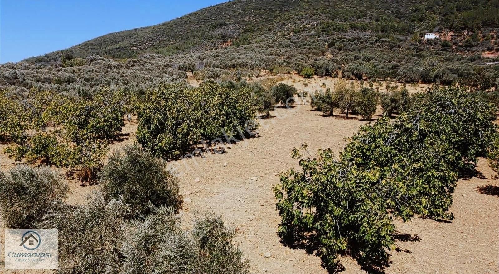 Cumaovası Emlaktan Satılık Torbalı-dağkizilca Da 11 Dönüm Tarla - Görsel 19