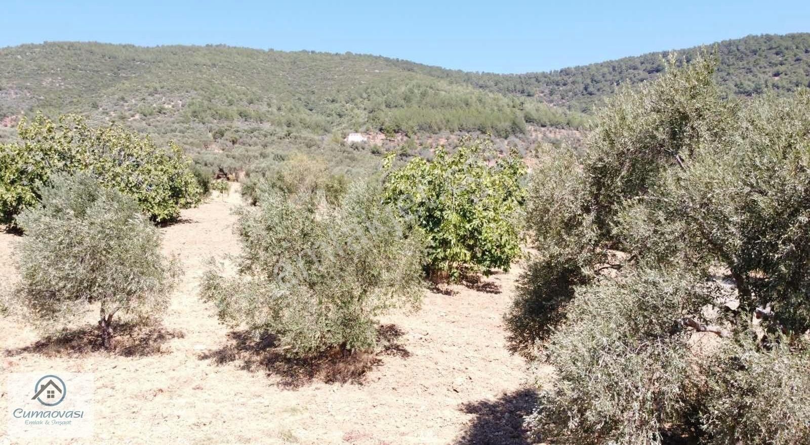 Cumaovası Emlaktan Satılık Torbalı-dağkizilca Da 11 Dönüm Tarla - Görsel 9