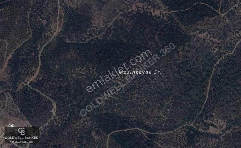 Uygun Fiyatlı İmar Sınırında Zeytinlik