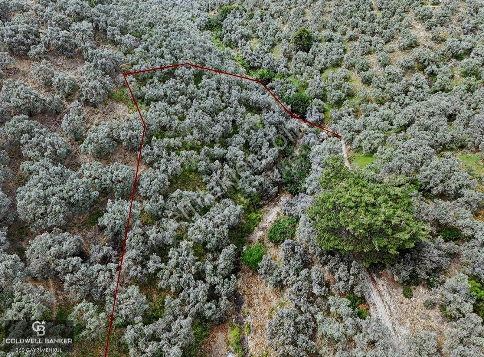 Aydın Germencik Balatçık Satılık Mahsül Geliri Yüksek Zeytinlik!