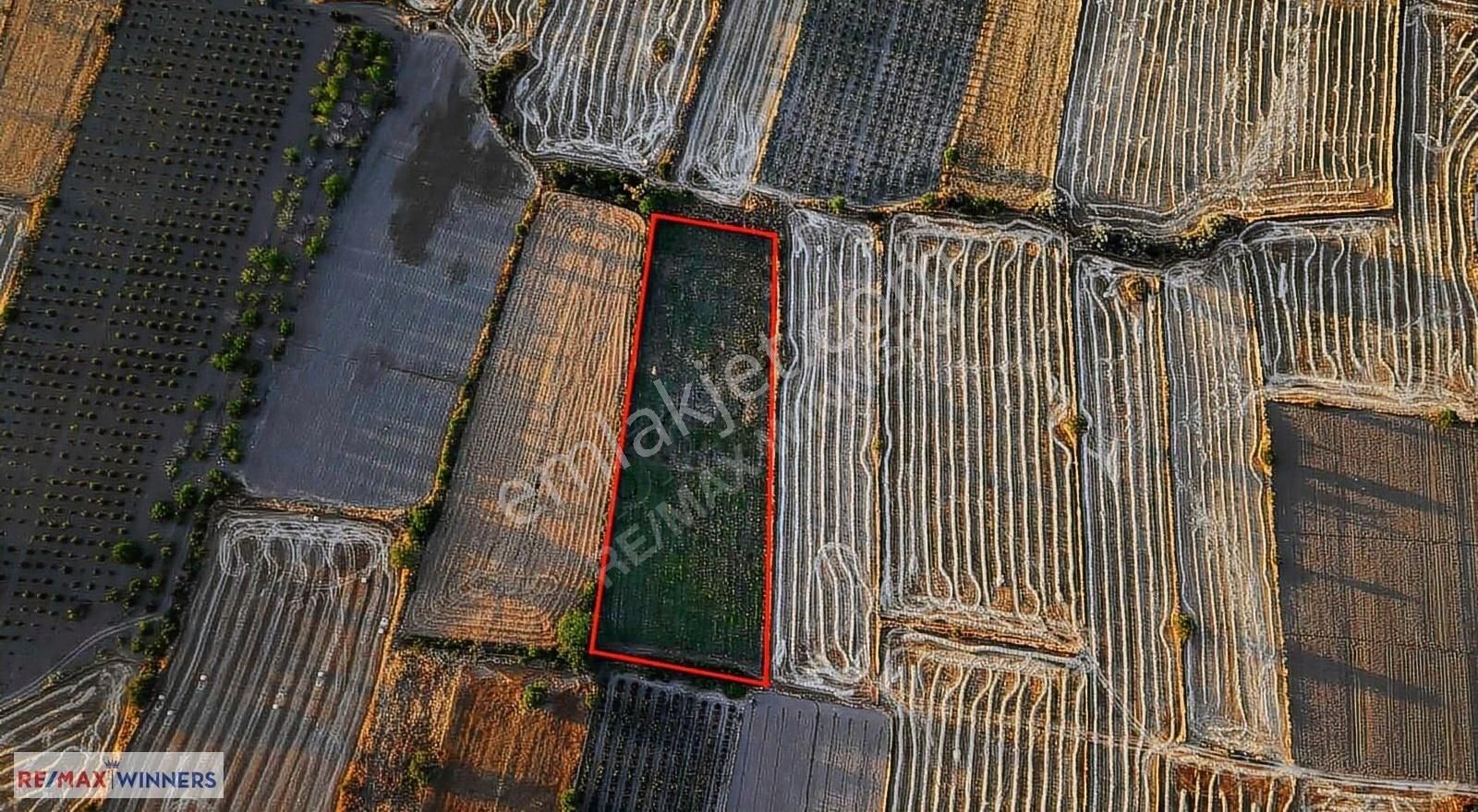 Korkuteli Garipçe'de Satılık 7.793m2 Aronya Bahçesi - Görsel 9