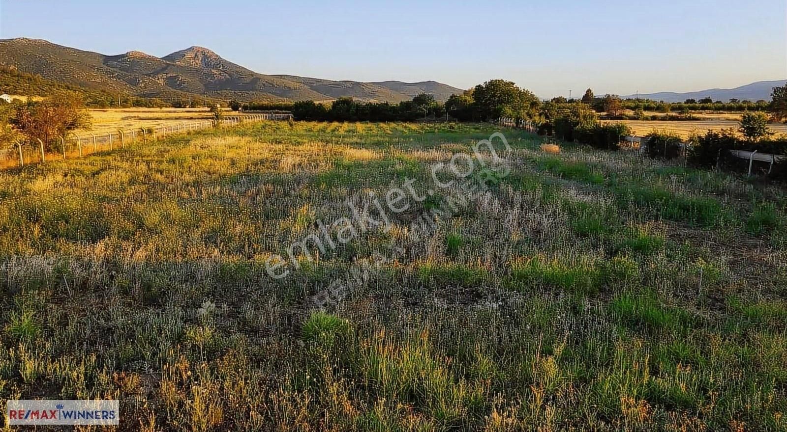 Korkuteli Garipçe'de Satılık 7.793m2 Aronya Bahçesi - Görsel 4