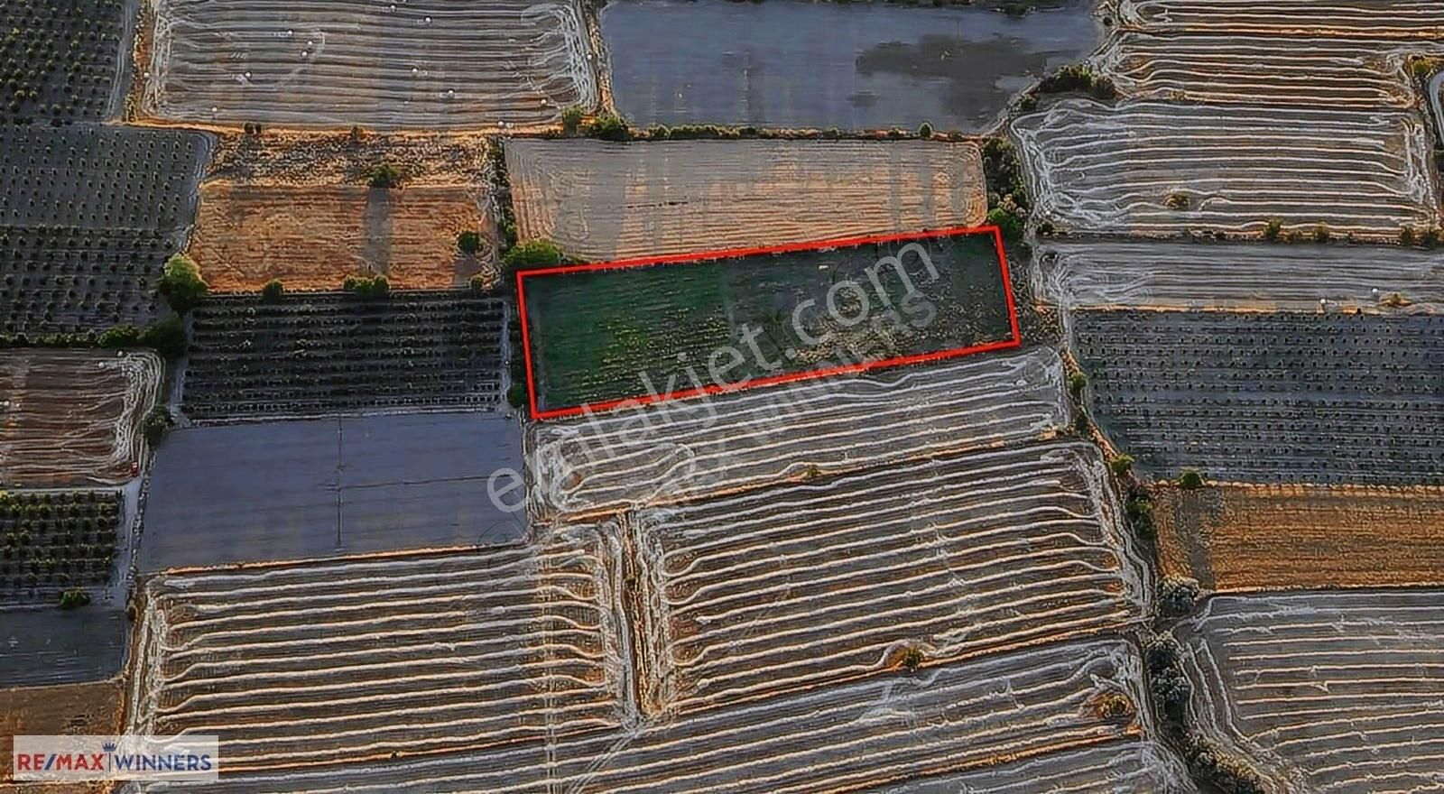 Korkuteli Garipçe'de Satılık 7.793m2 Aronya Bahçesi - Görsel 10