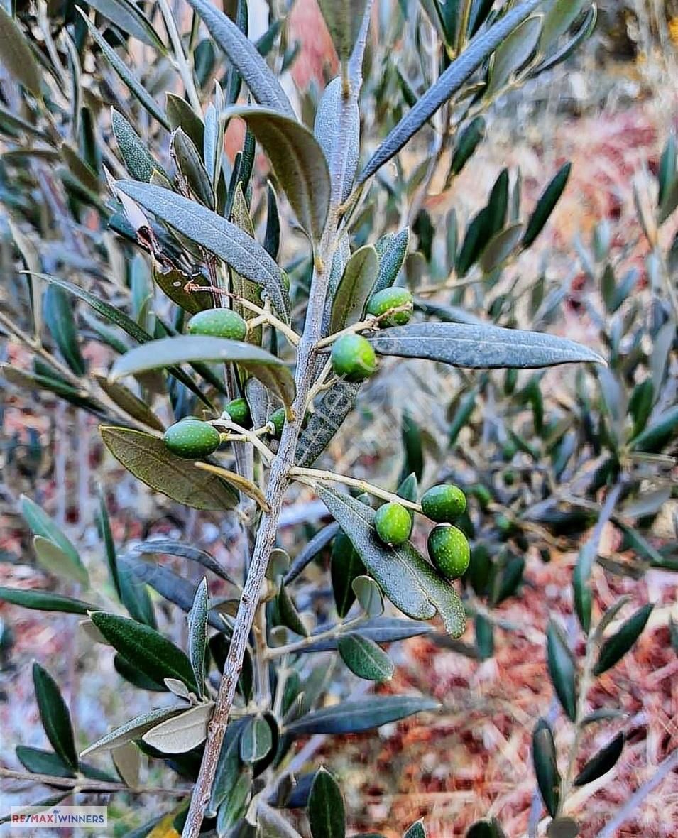 Korkuteli Garipçe'de Satılık 7.793m2 Aronya Bahçesi - Görsel 6