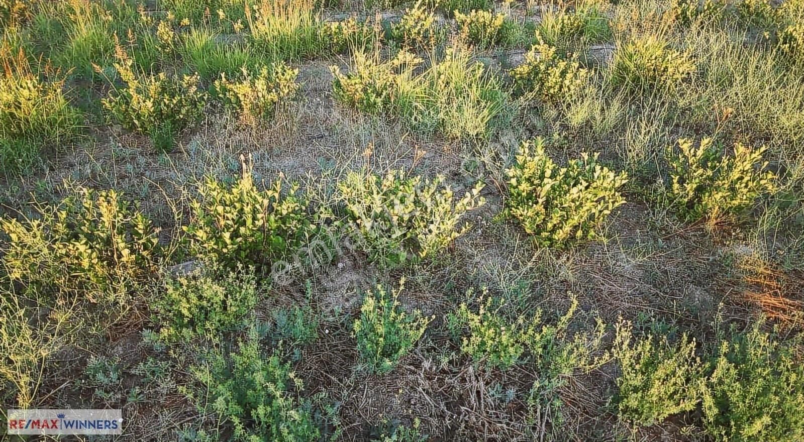 Korkuteli Garipçe'de Satılık 7.793m2 Aronya Bahçesi - Görsel 2