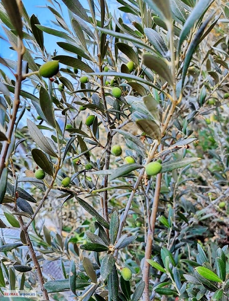 Korkuteli Garipçe'de Satılık 7.793m2 Aronya Bahçesi - Görsel 5