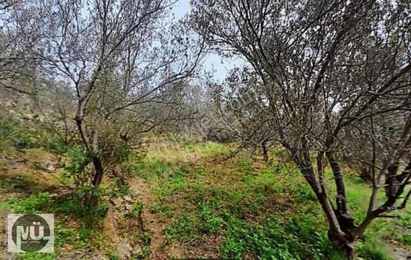 Burhaniye Pelitköy'de 2507 M2 Yatırımlık Zeytinlik - Görsel 2