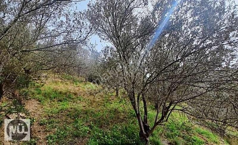 Burhaniye Pelitköy'de 2507 M2 Yatırımlık Zeytinlik