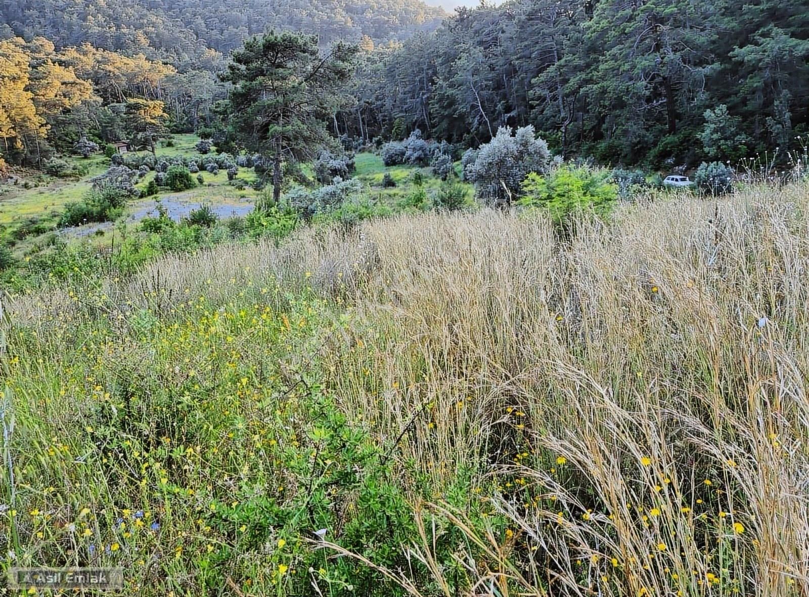 Asil Emlaktan Dalyan Gökbelde Satılık Manzaralı 17192m² Tarla - Görsel 8