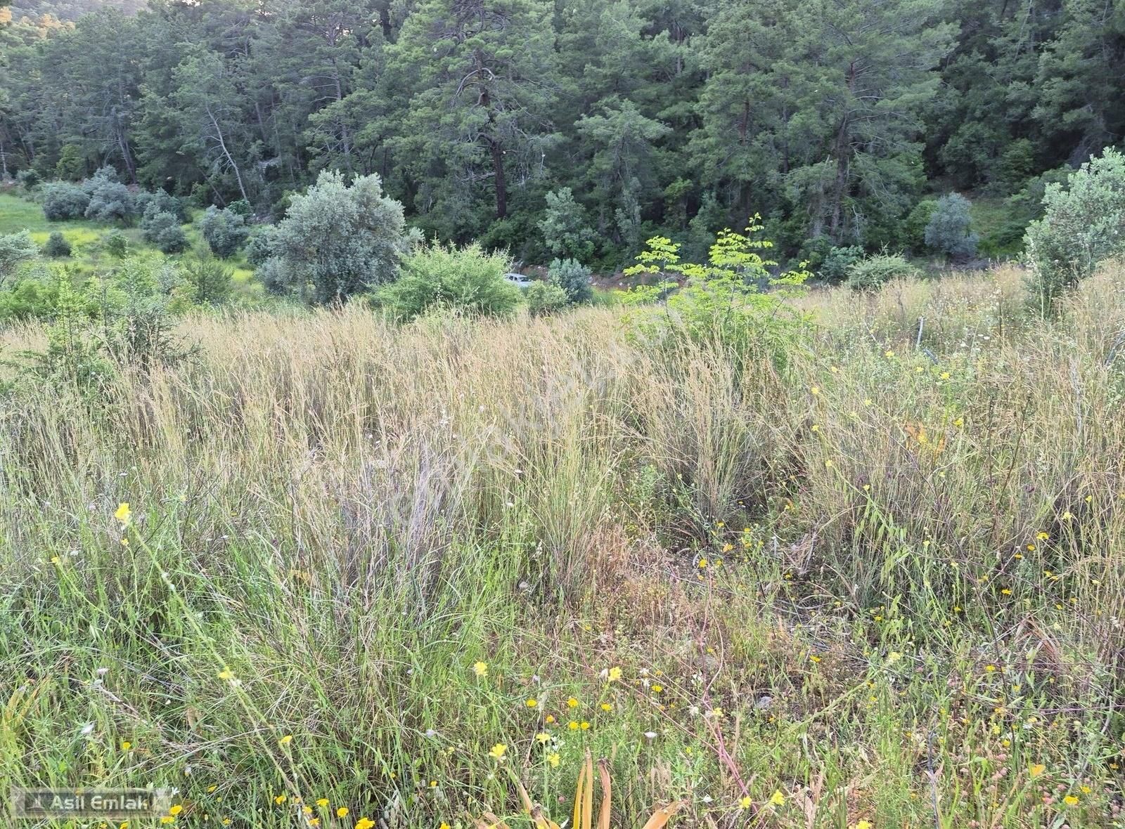 Asil Emlaktan Dalyan Gökbelde Satılık Manzaralı 17192m² Tarla - Görsel 3