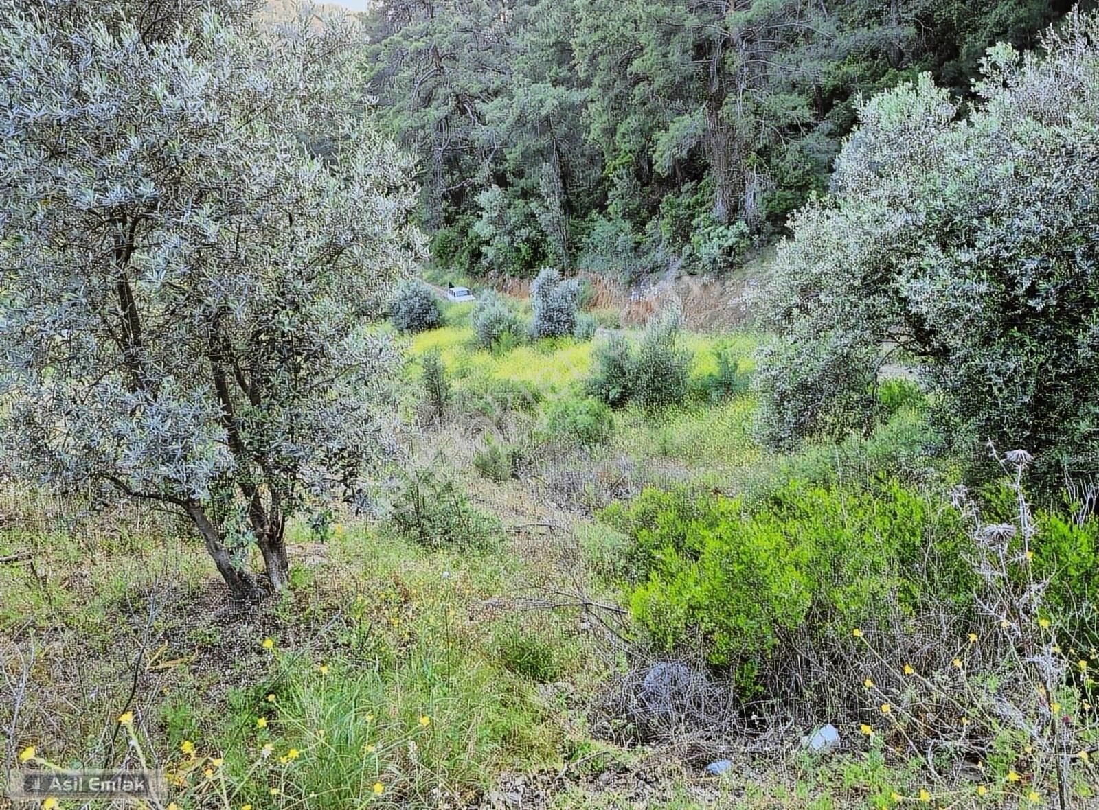 Asil Emlaktan Dalyan Gökbelde Satılık Manzaralı 17192m² Tarla - Görsel 6