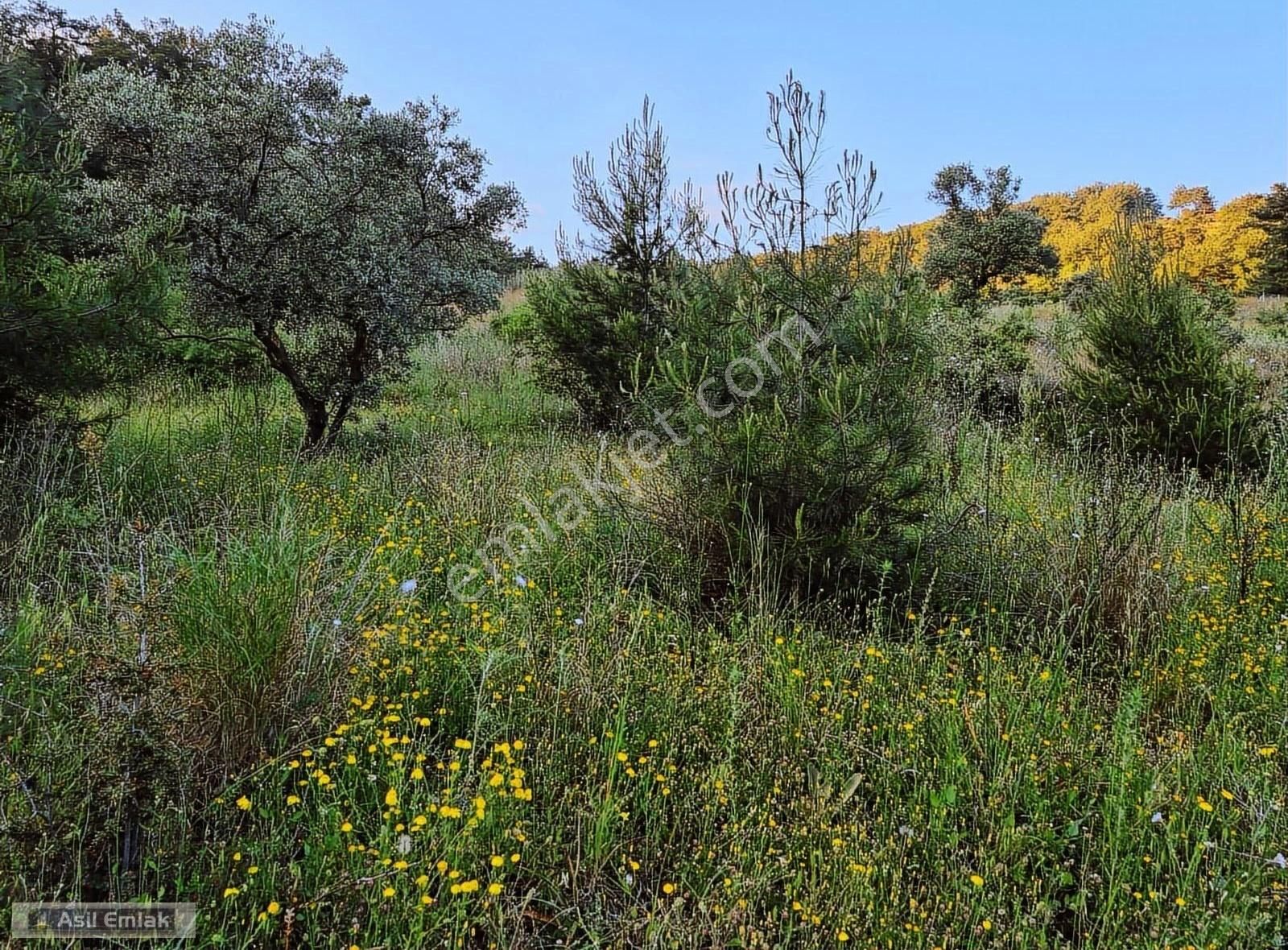 Asil Emlaktan Dalyan Gökbelde Satılık Manzaralı 17192m² Tarla - Görsel 5