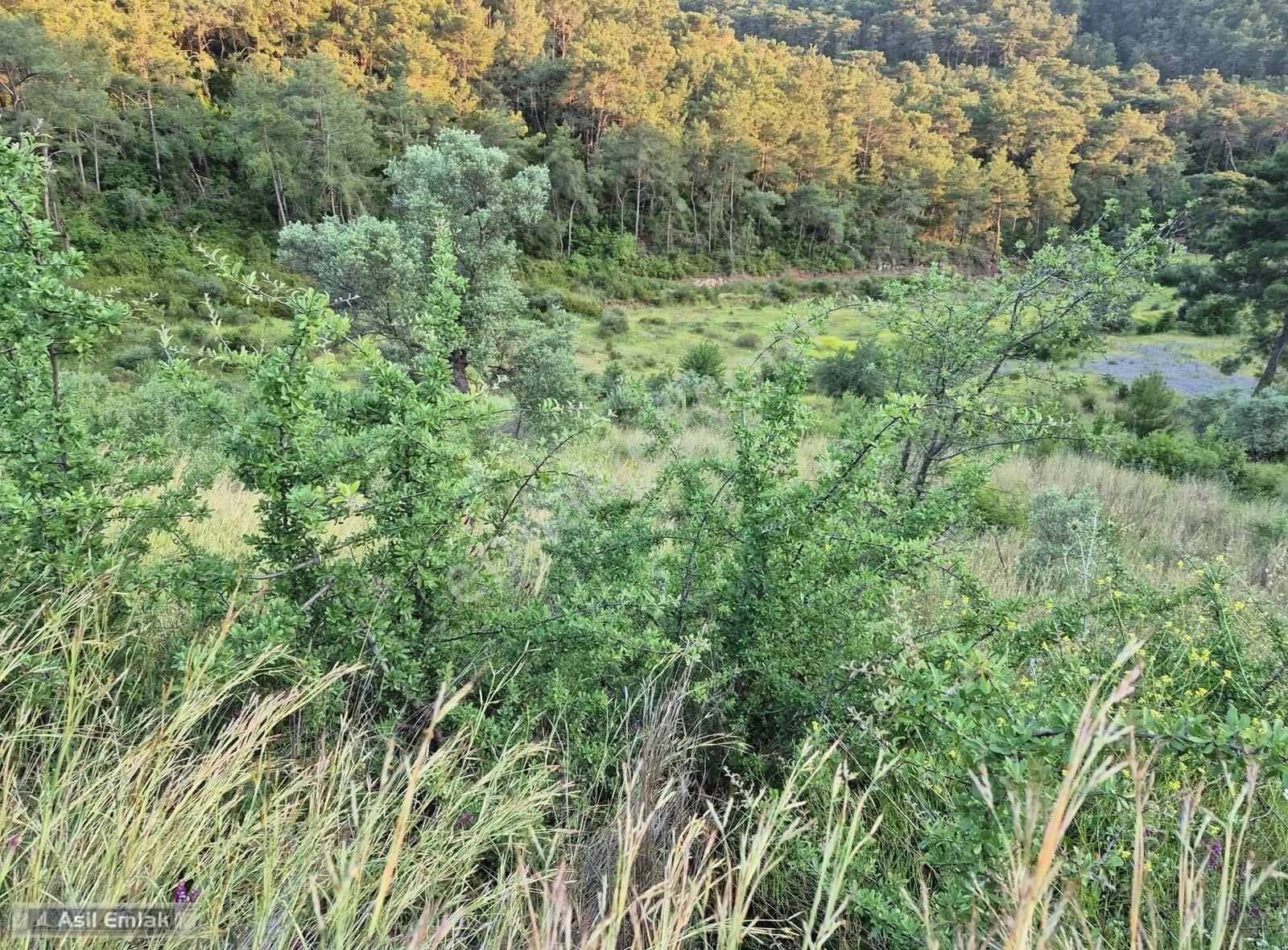 Asil Emlaktan Dalyan Gökbelde Satılık Manzaralı 17192m² Tarla - Görsel 29