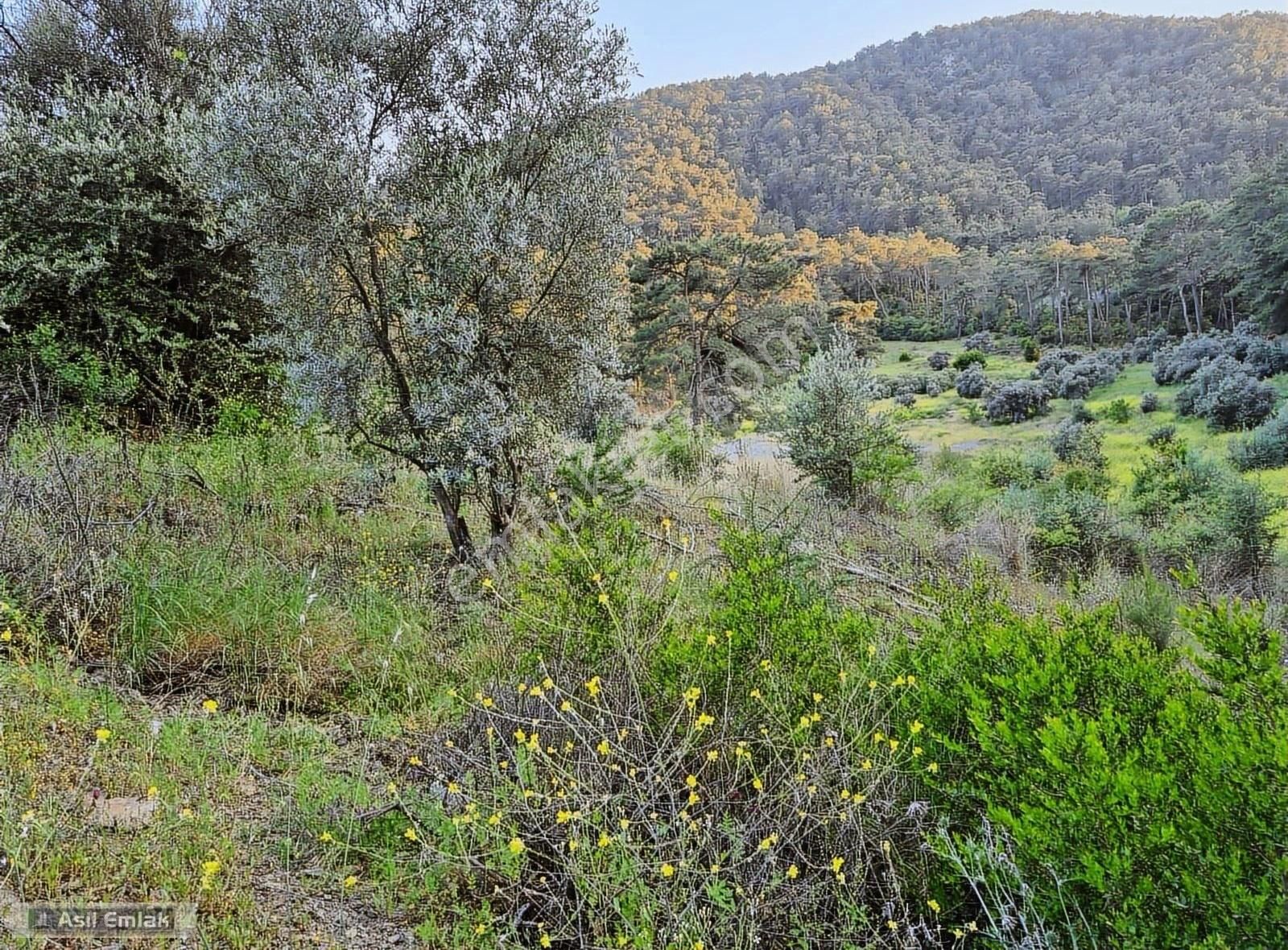 Asil Emlaktan Dalyan Gökbelde Satılık Manzaralı 17192m² Tarla - Görsel 30