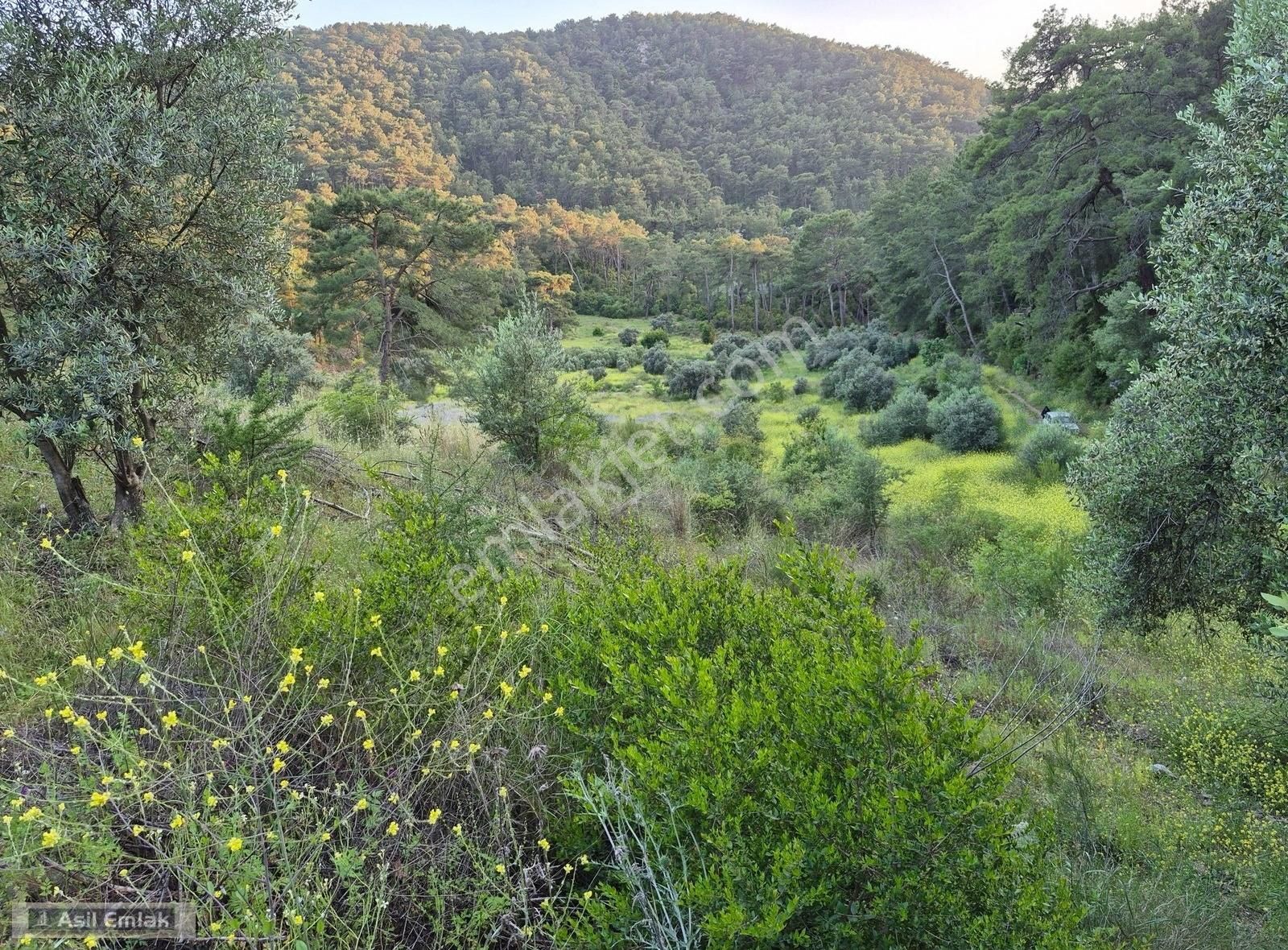 Asil Emlaktan Dalyan Gökbelde Satılık Manzaralı 17192m² Tarla - Görsel 15