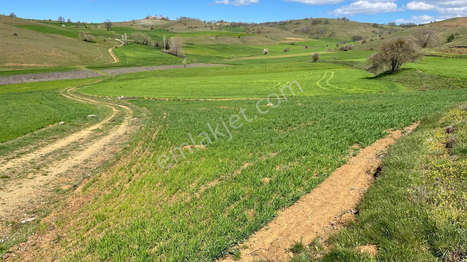 Doğa City'den Satılık Bilecik Söğüt Oluklu'da 1.236 M2 Tarla - Görsel 5