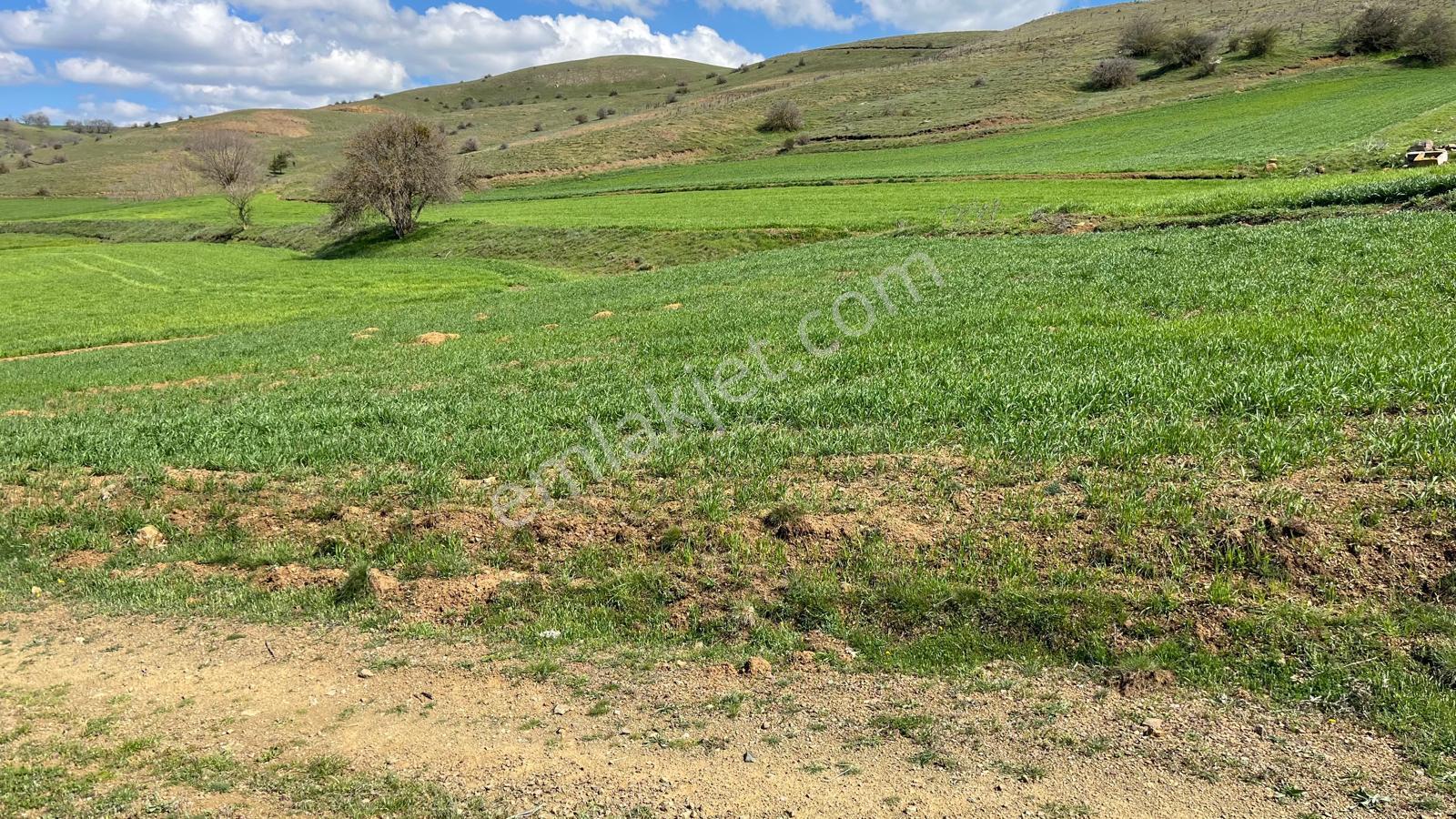 Doğa City'den Satılık Bilecik Söğüt Oluklu'da 1.236 M2 Tarla - Görsel 2