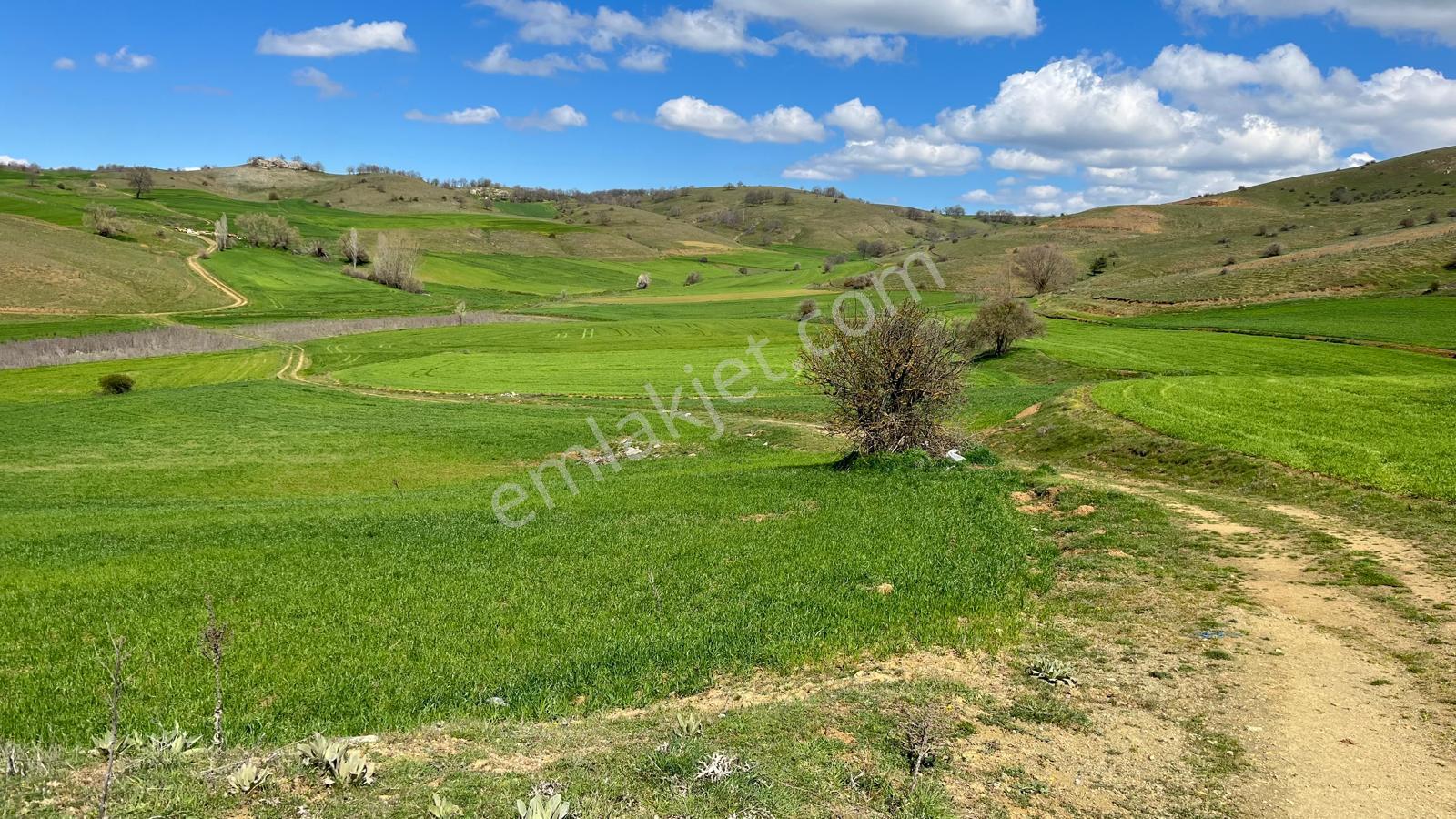 Doğa City'den Satılık Bilecik Söğüt Oluklu'da 1.236 M2 Tarla - Görsel 6