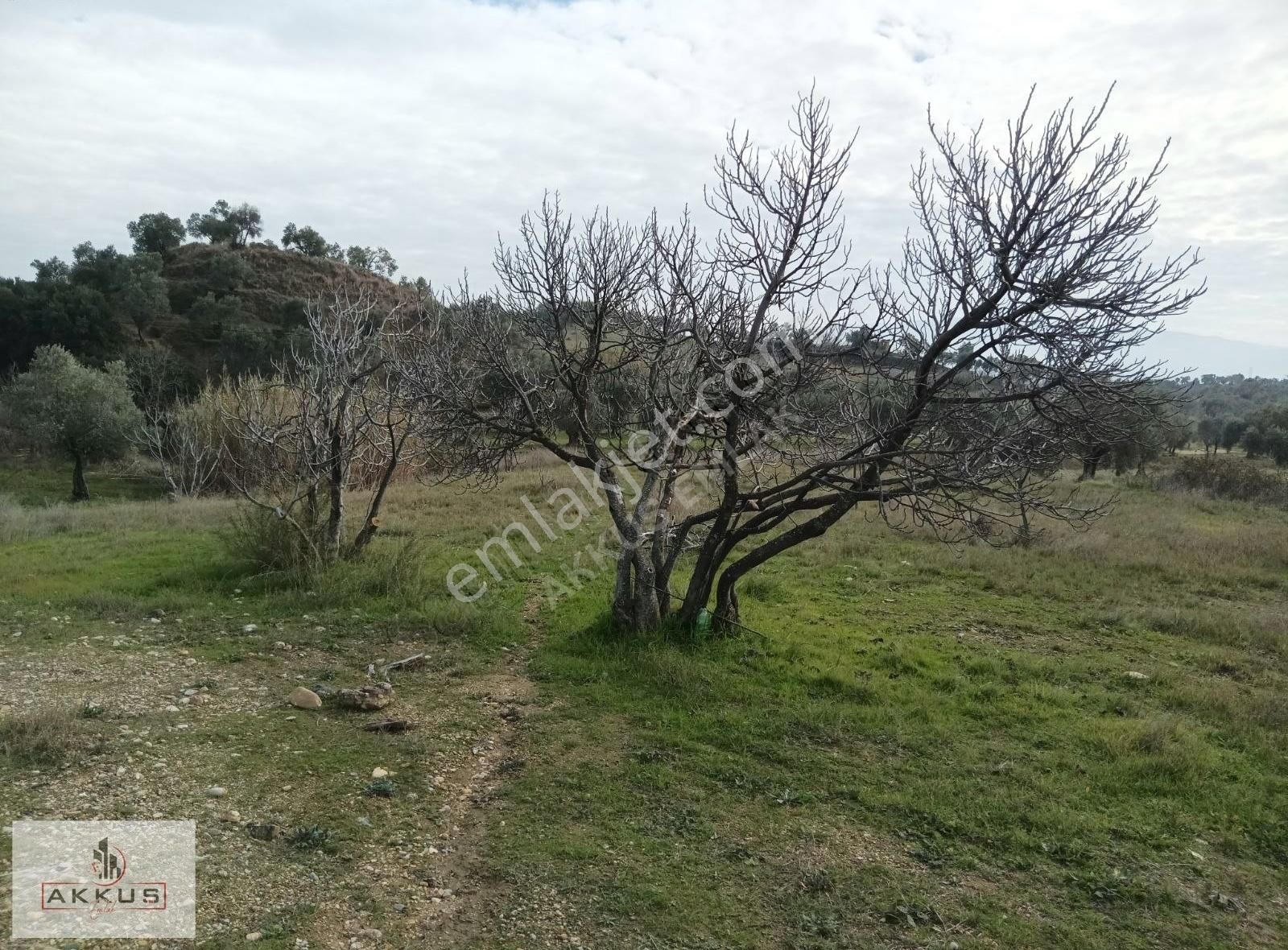Akkuş Emlak'tan Asvalt Yola Sıfır İncirlik - Görsel 20