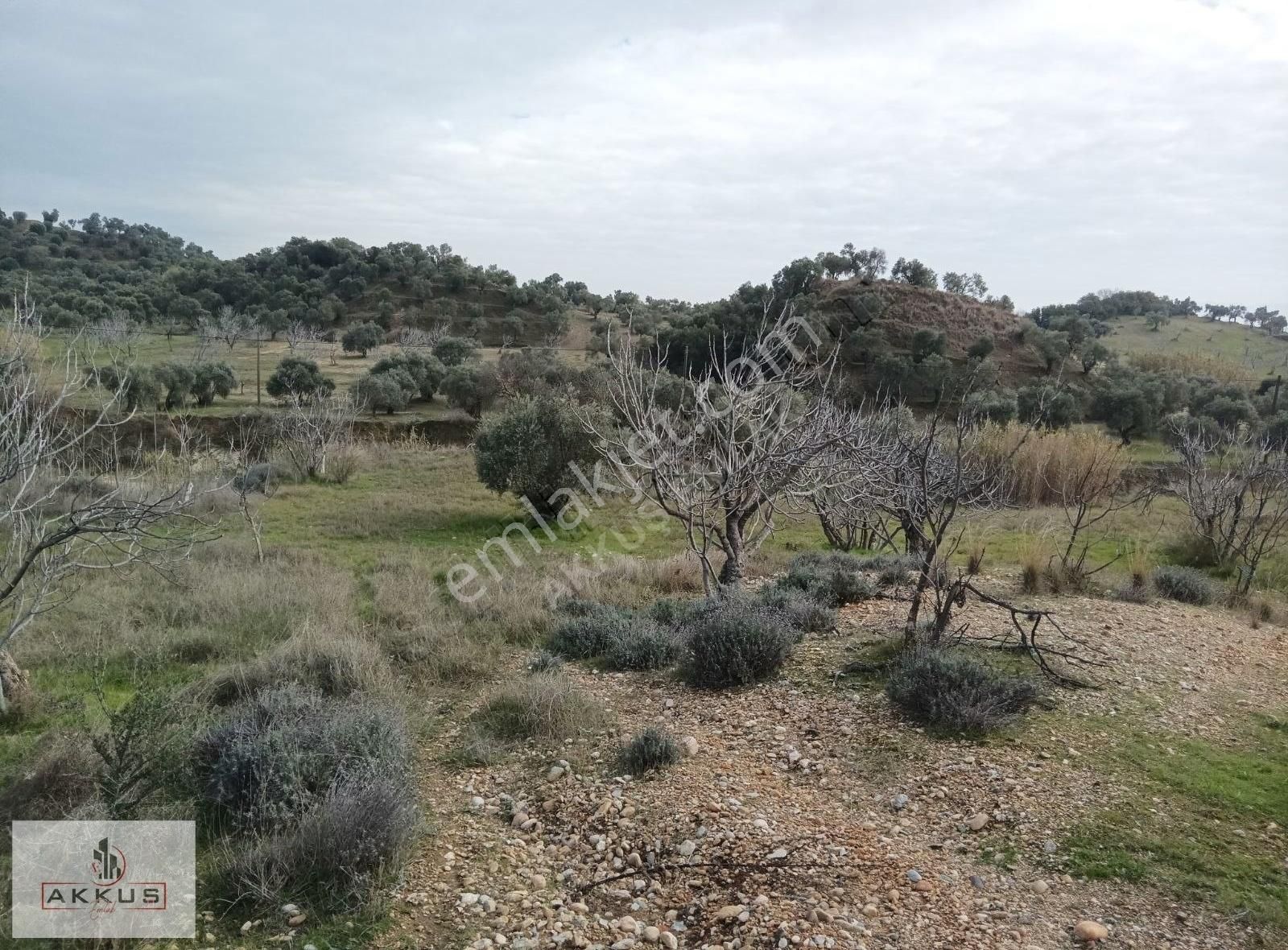 Akkuş Emlak'tan Asvalt Yola Sıfır İncirlik - Görsel 25