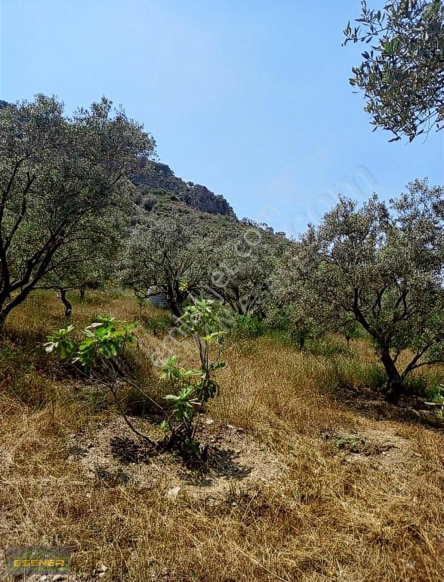 İzmir Selçuk Şirince Satılık Zeytinlik - Görsel 15