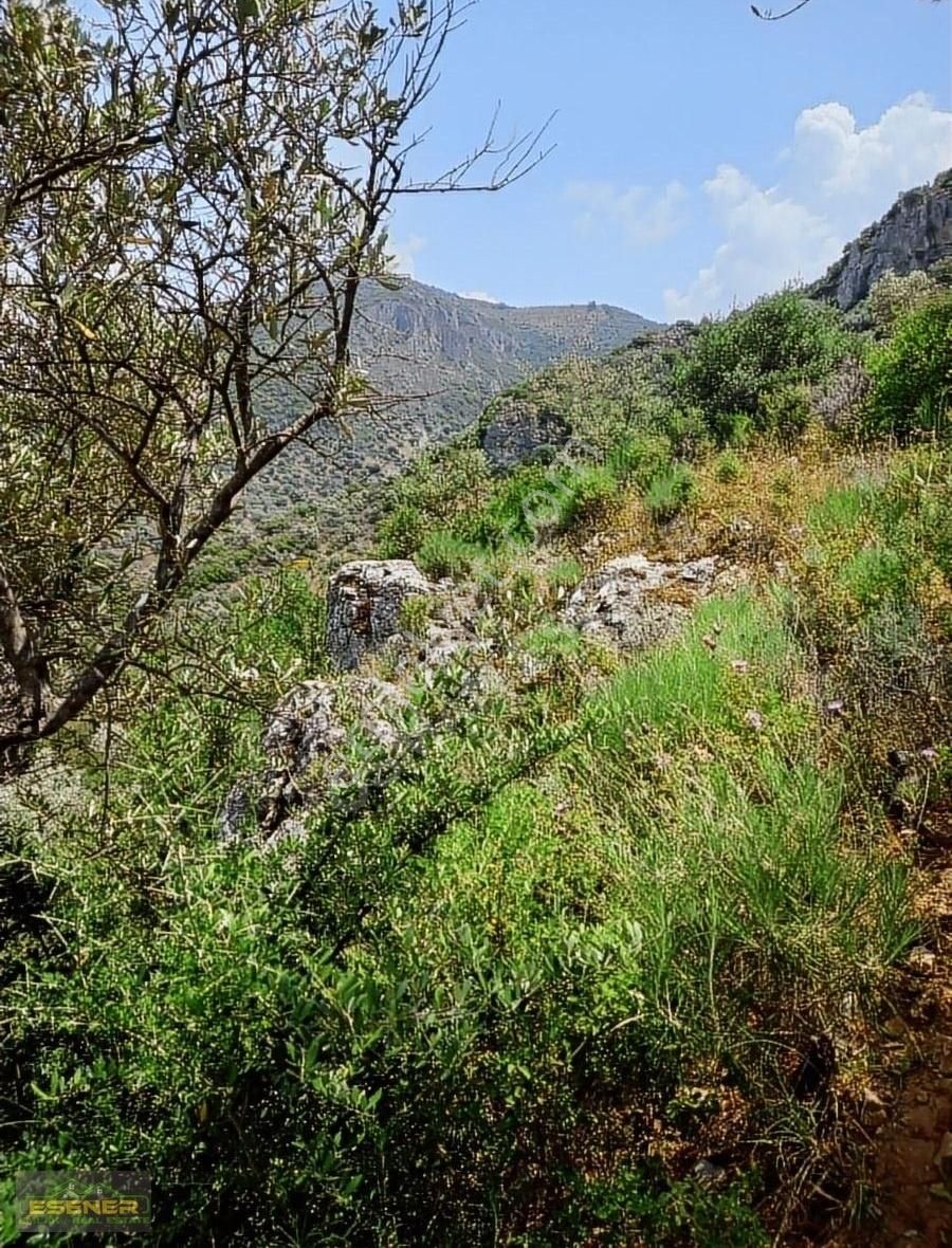 İzmir Selçuk Şirince Satılık Zeytinlik - Görsel 5